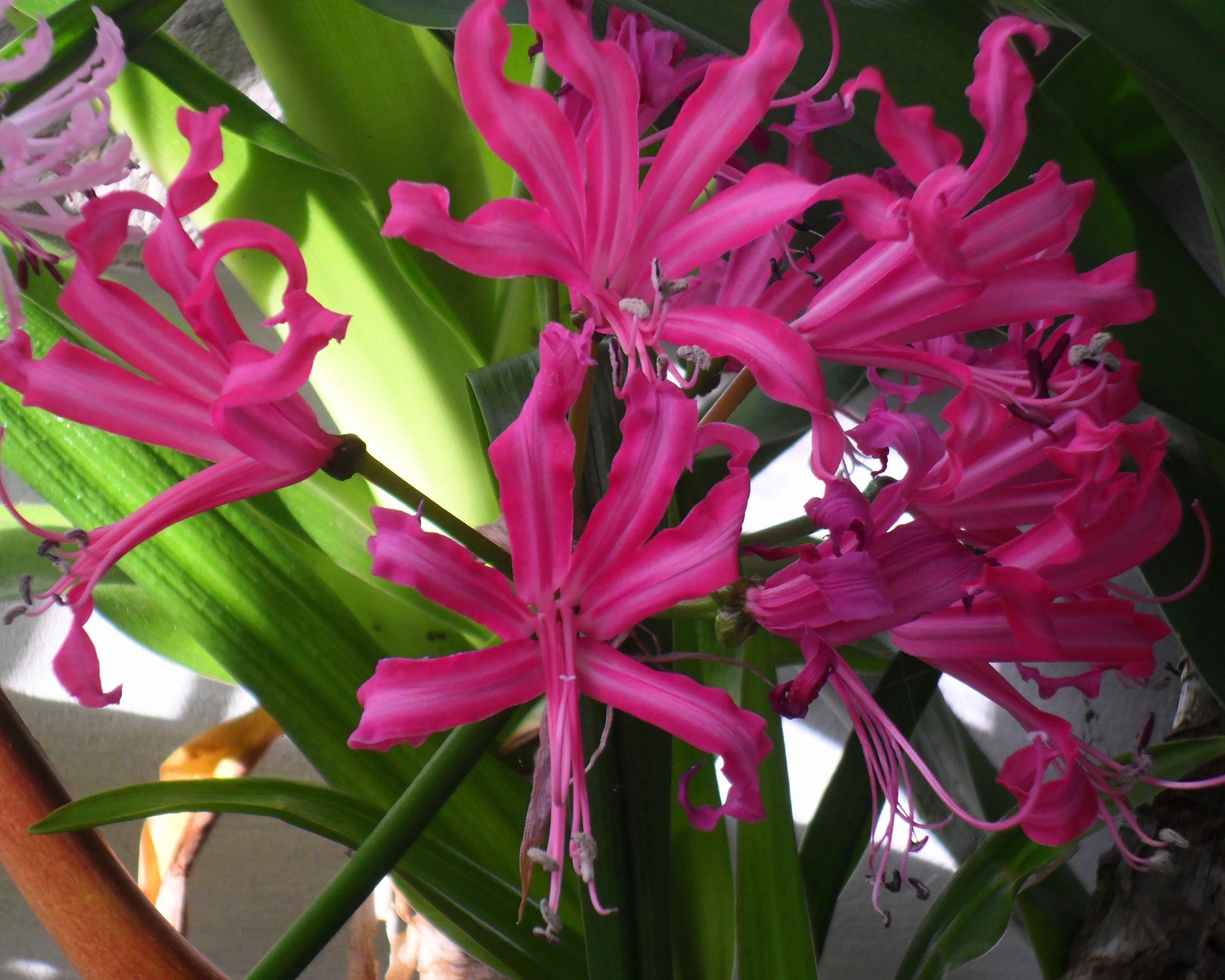 Nerine 'Isabel' - Image 5