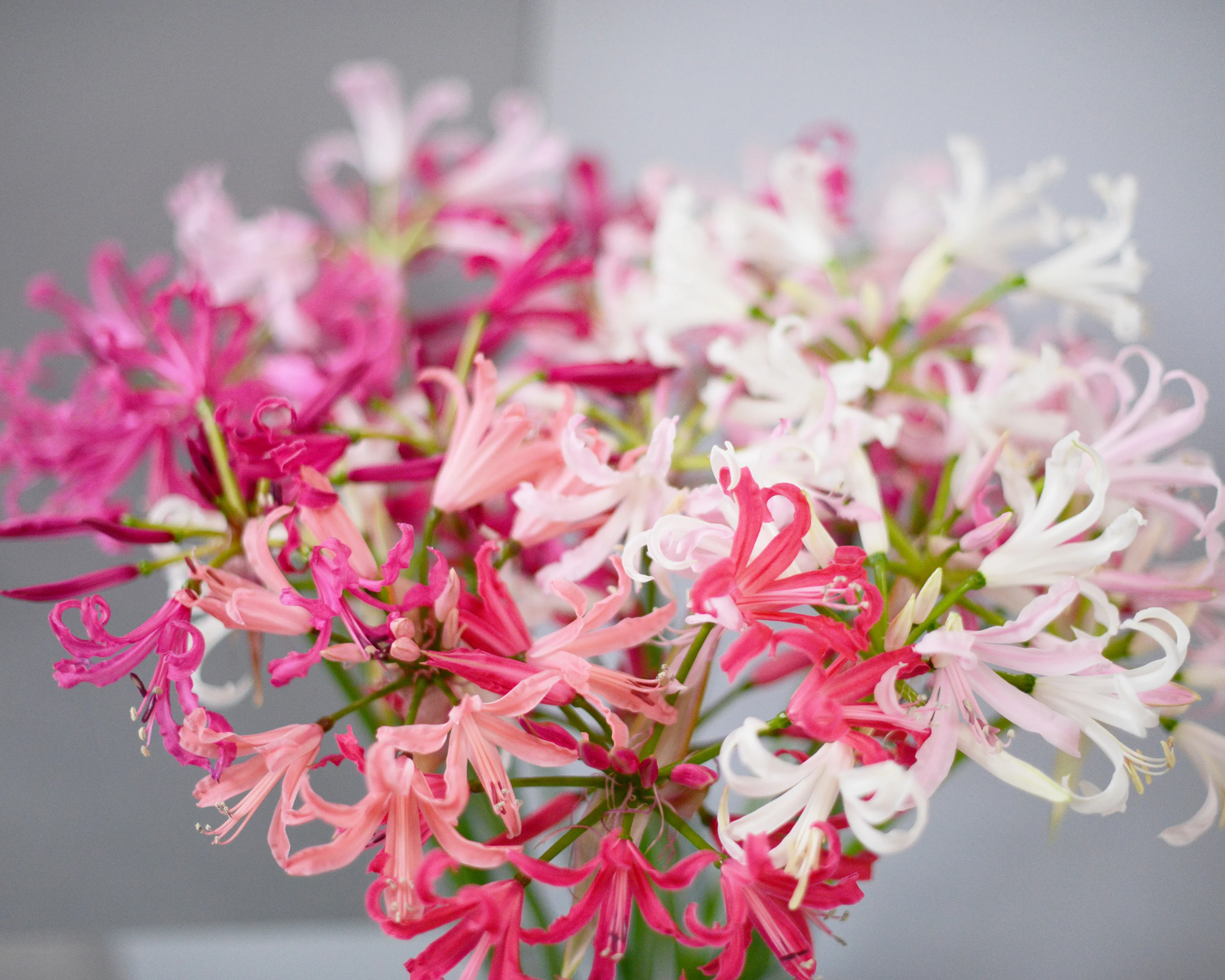 Nerine 'Select Breeders Mix' - Image 2