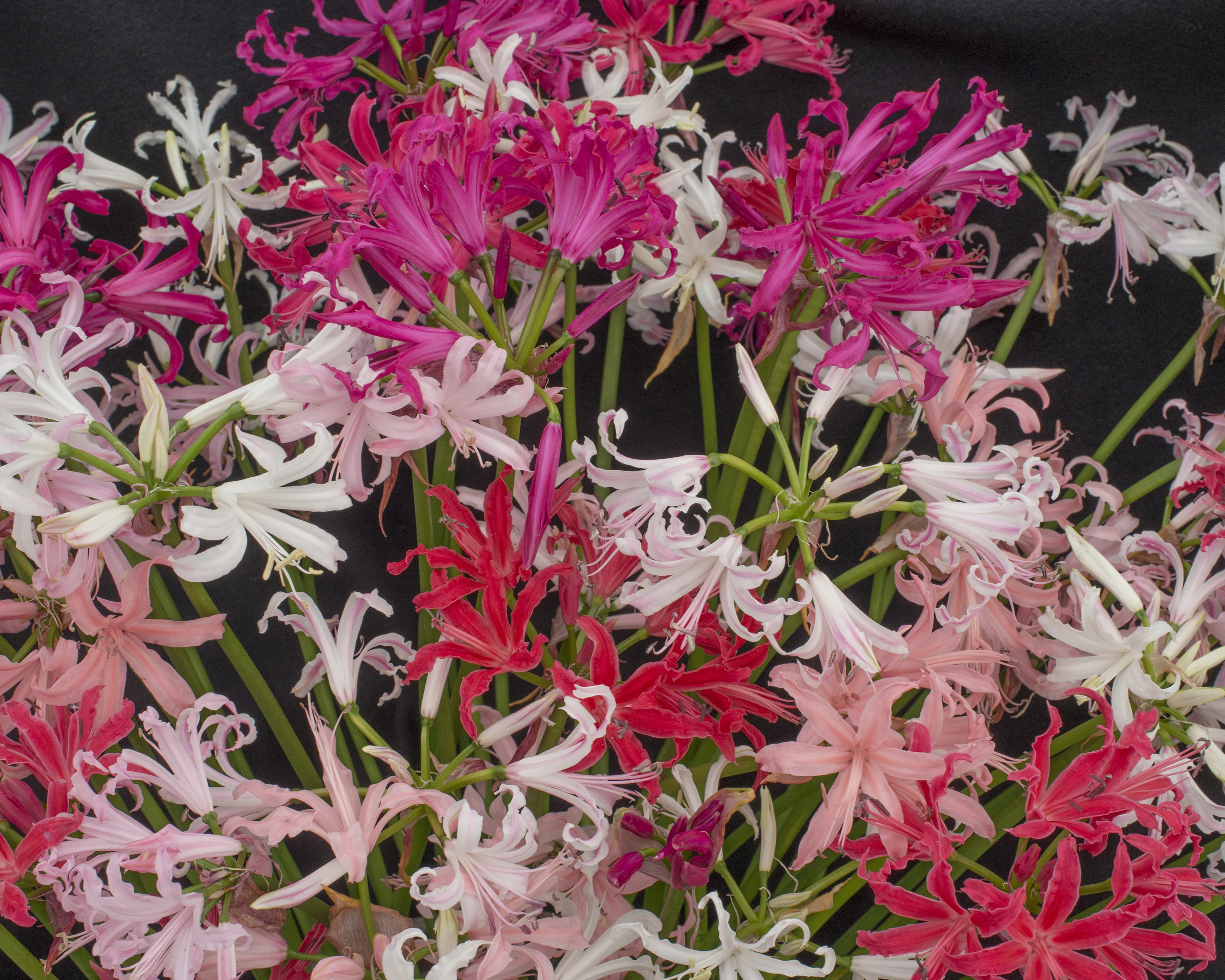 Nerine 'Select Breeders Mix' - Image 5