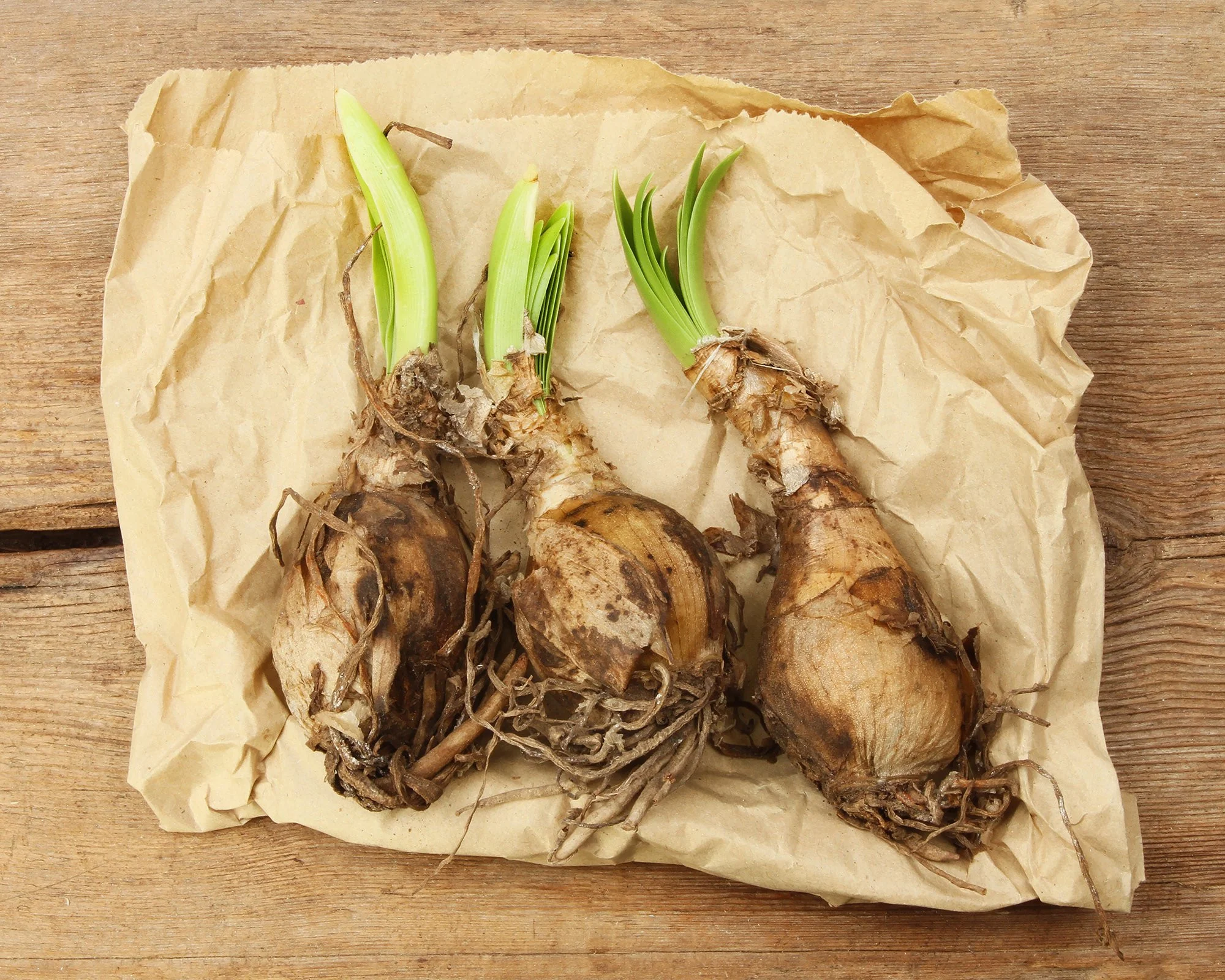Nerine 'Select Breeders Mix' - Image 7