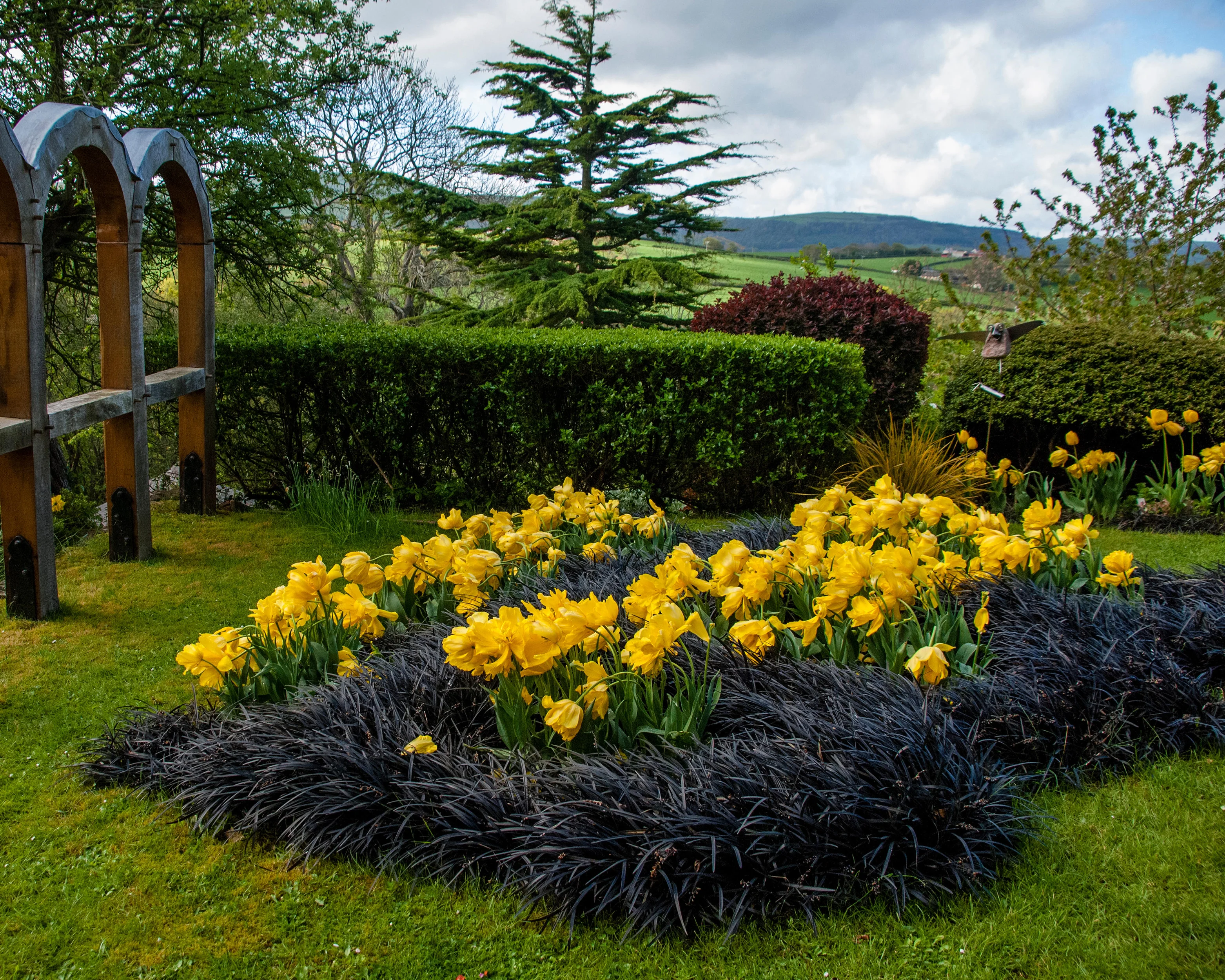 Ophiopogon 'Nigra' - Image 11