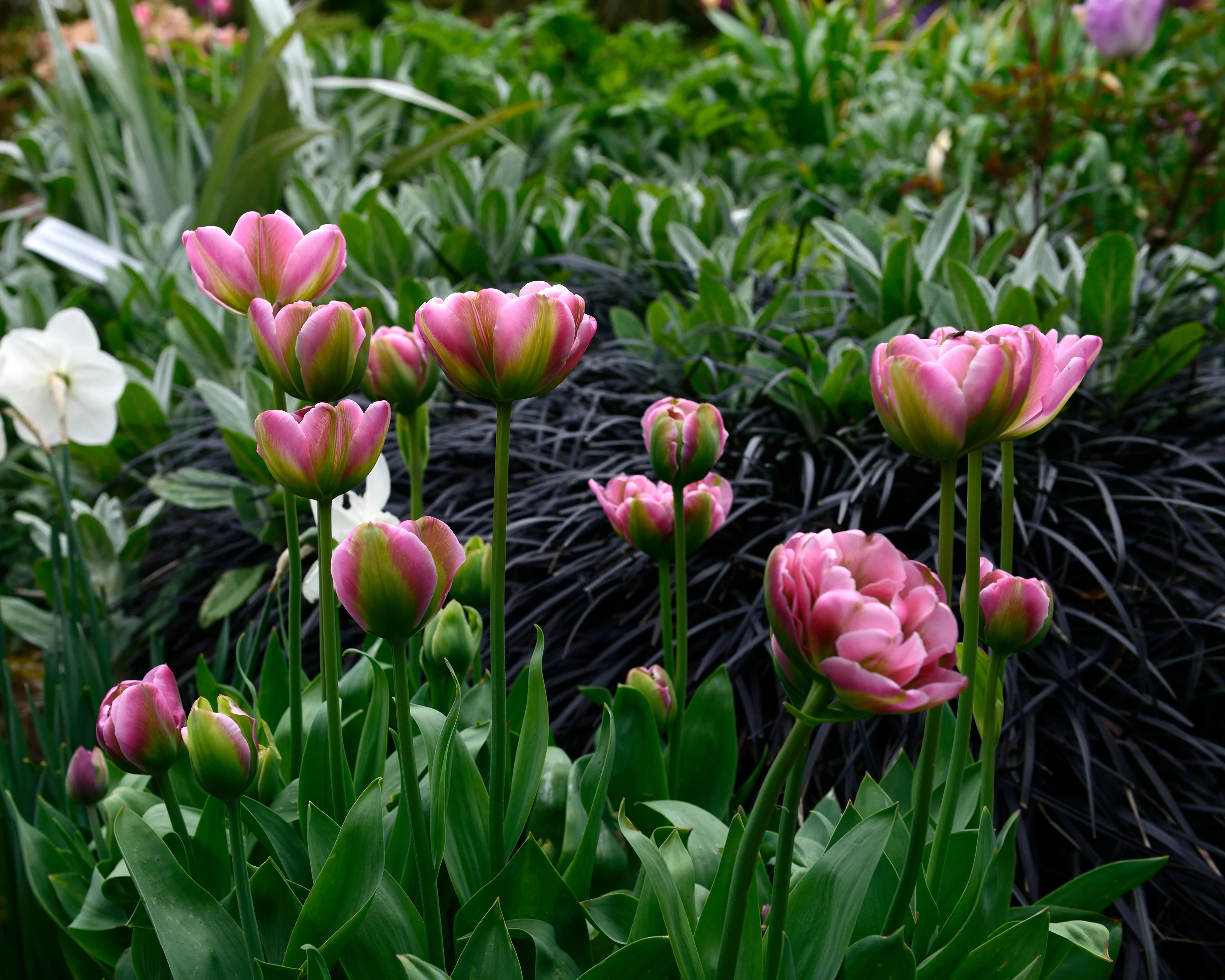 Ophiopogon 'Nigra' - Image 12