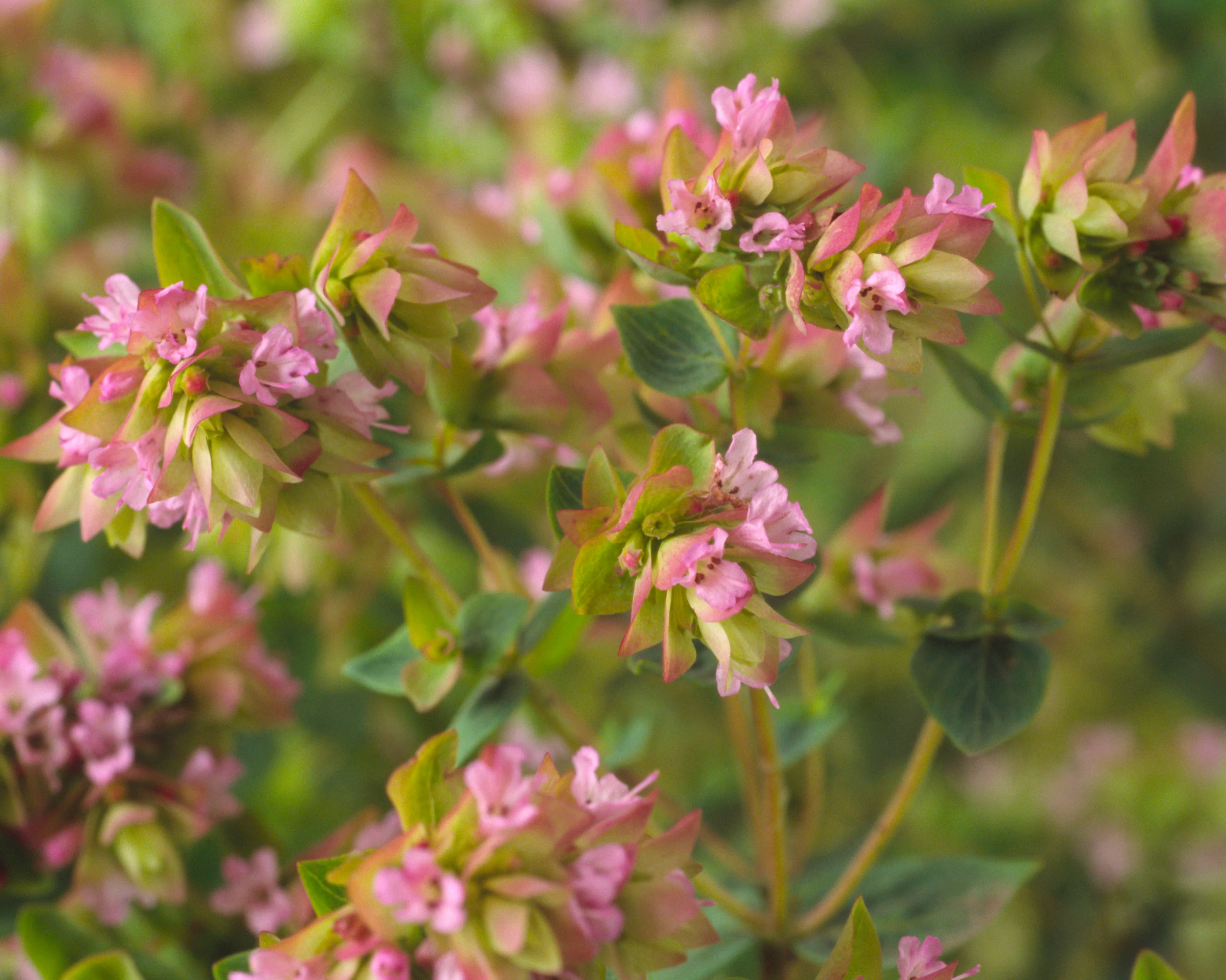 Origanum 'Dingle Fairy' - Image 3
