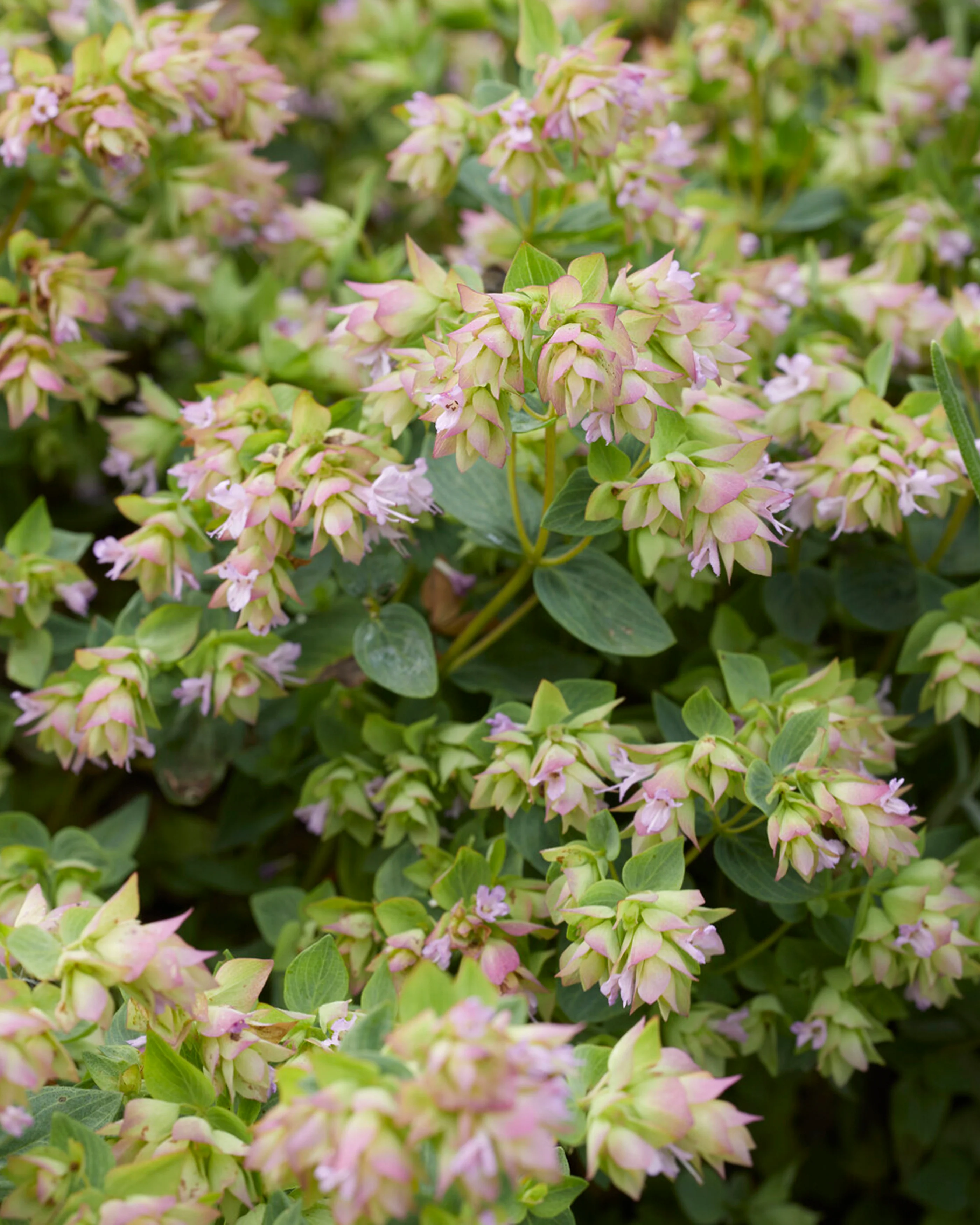 Origanum 'Dingle Fairy' - Image 4