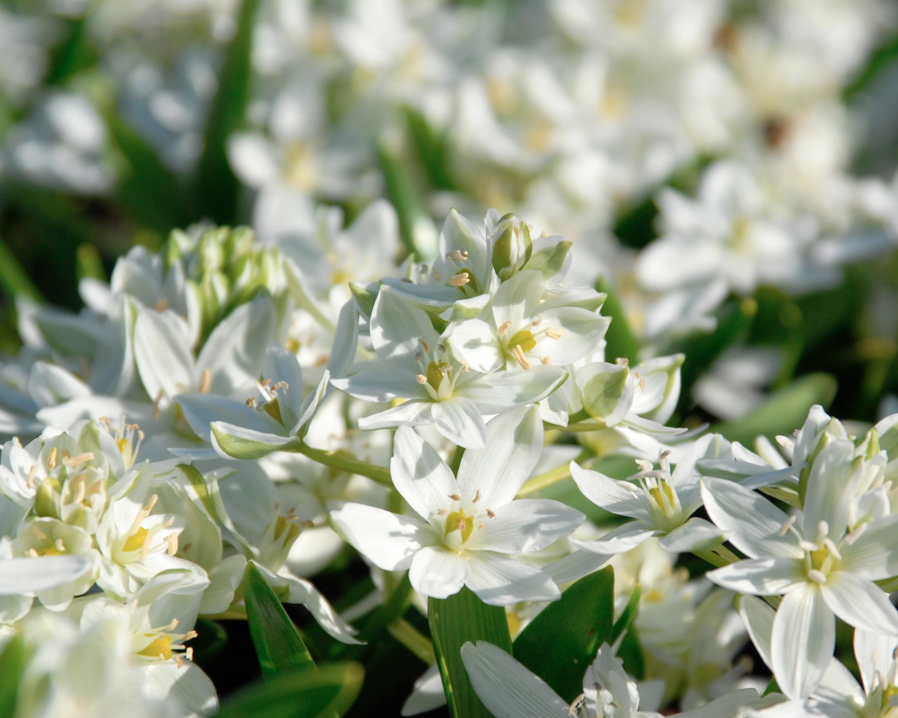 Ornithogalum oligophyllum - Image 3