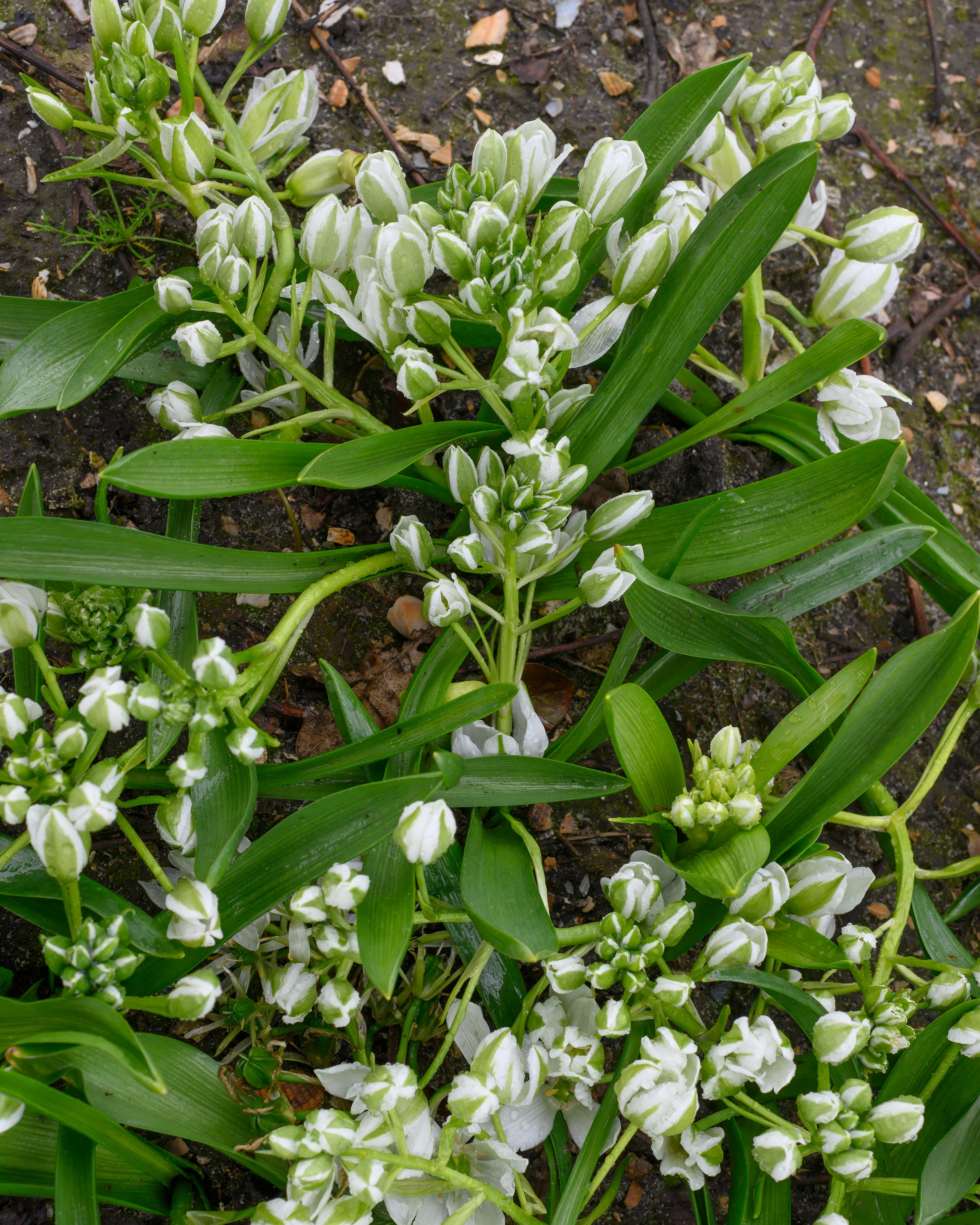 Ornithogalum oligophyllum - Image 7