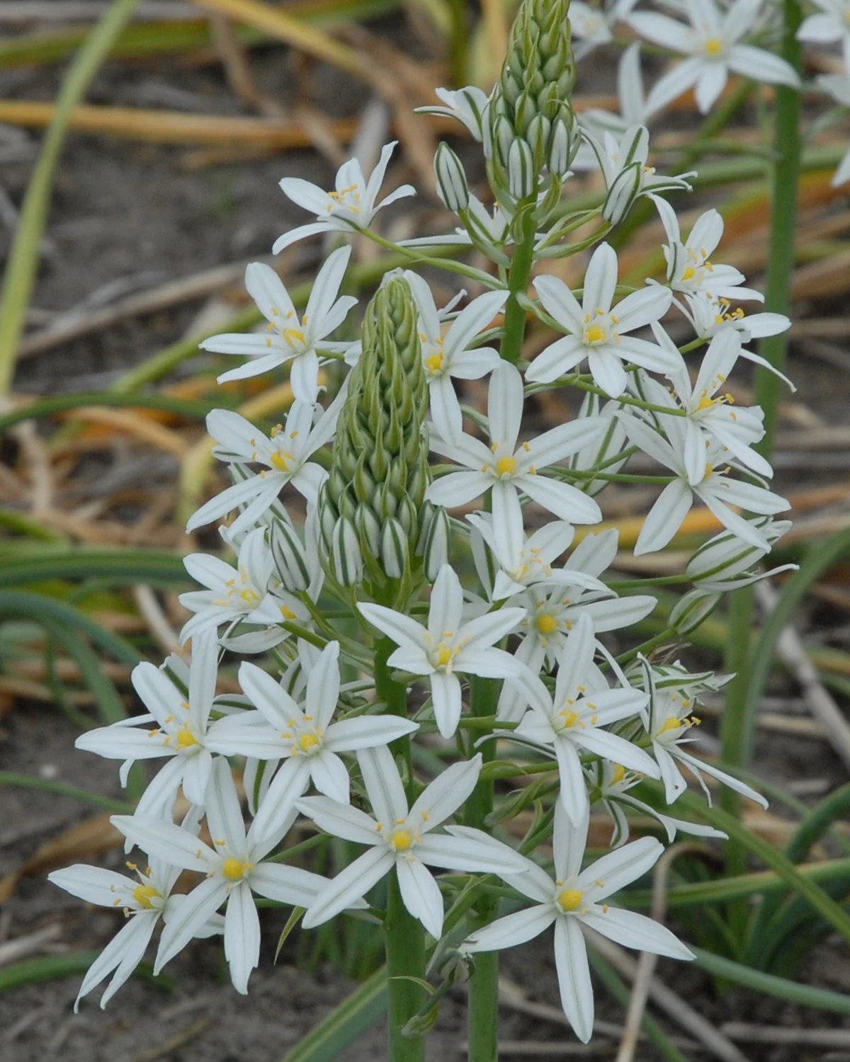 Ornithogalum 'Sochi' - Image 4