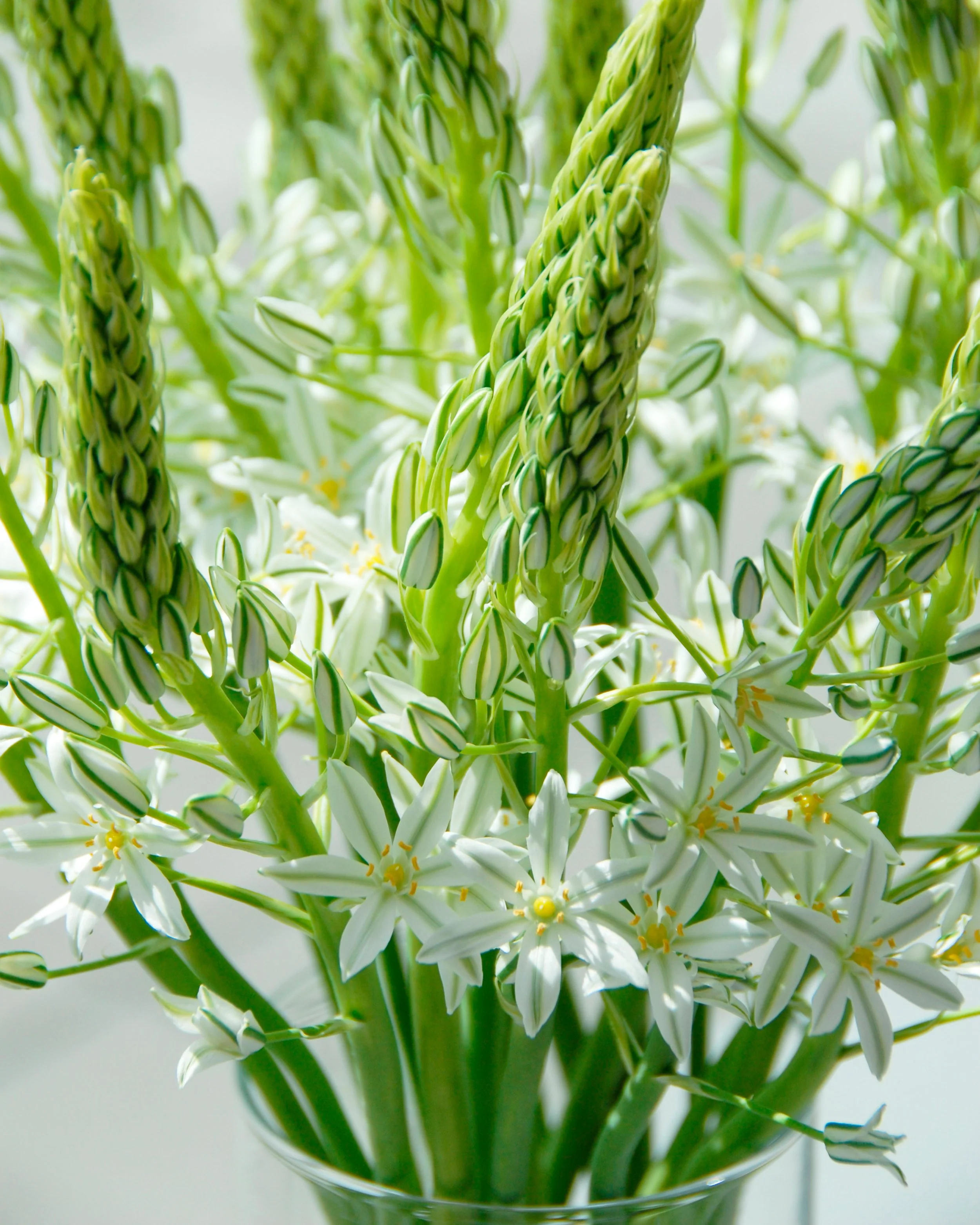 Ornithogalum 'Sochi' - Image 5