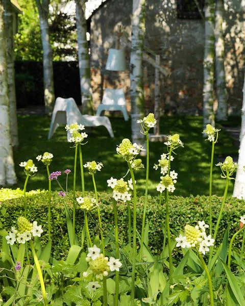 Ornithogalum saundersiae - Image 4