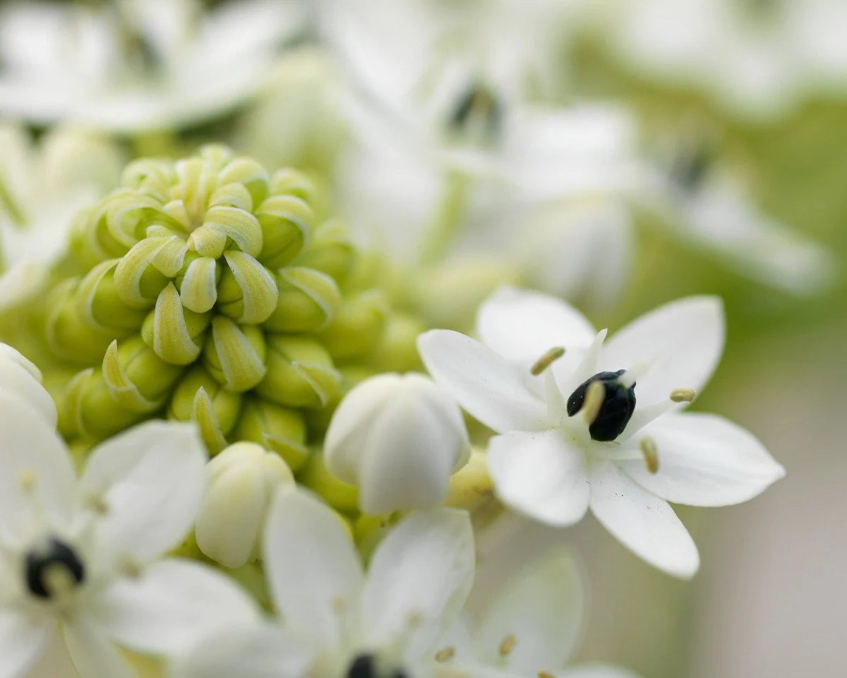 Ornithogalum saundersiae - Image 5
