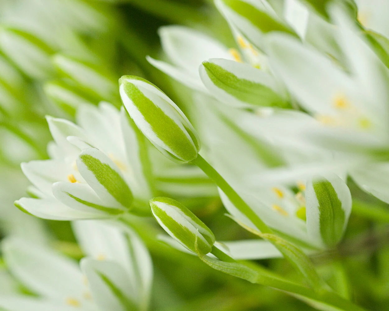 Ornithogalum umbellatum - Image 4
