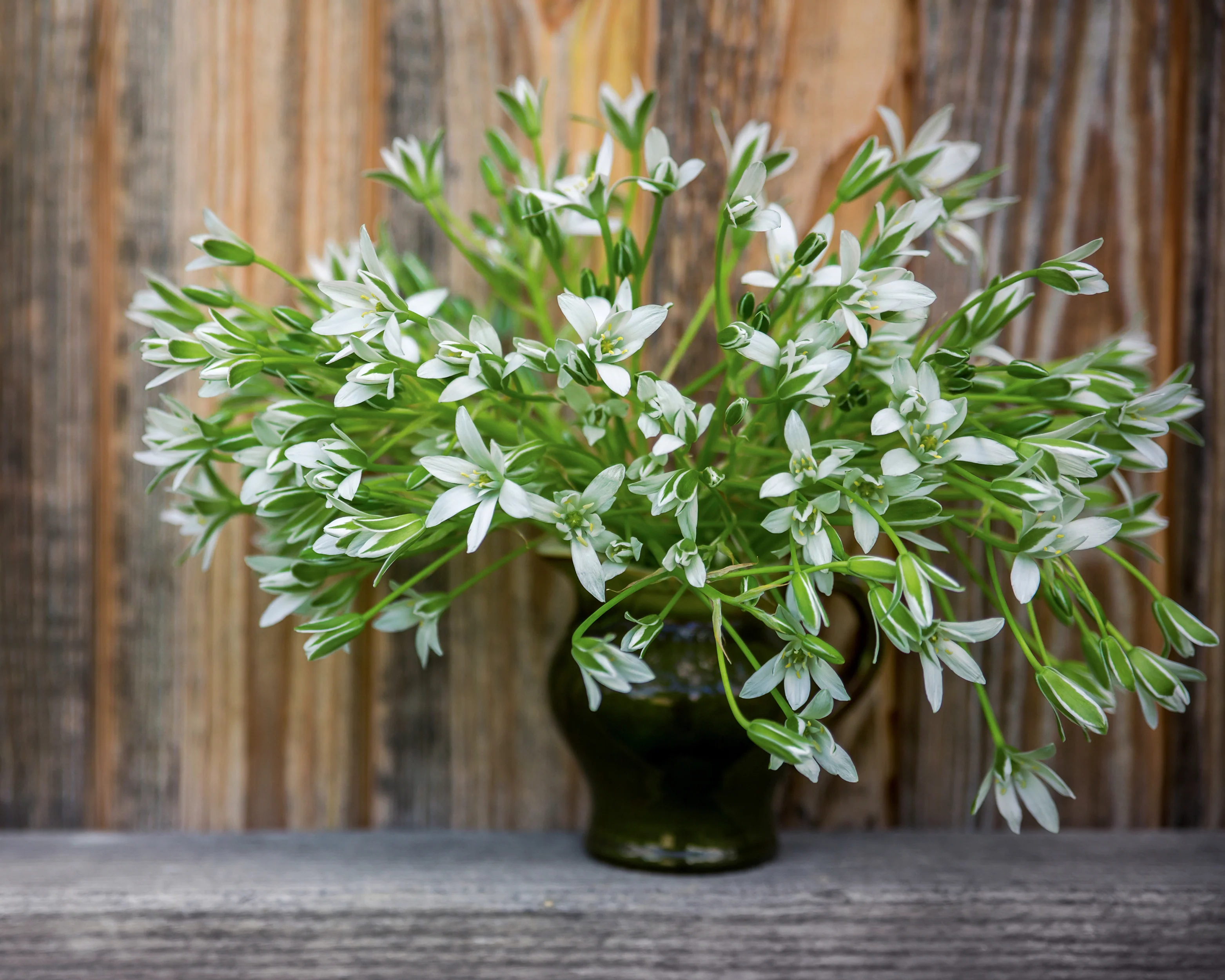 Ornithogalum umbellatum - Image 6
