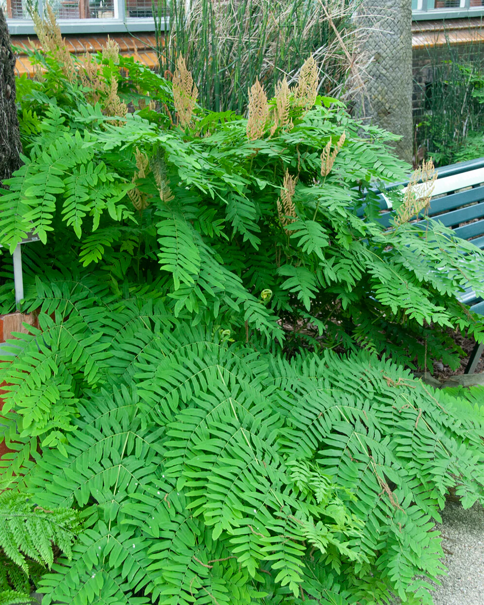 Osmunda regalis - Image 3