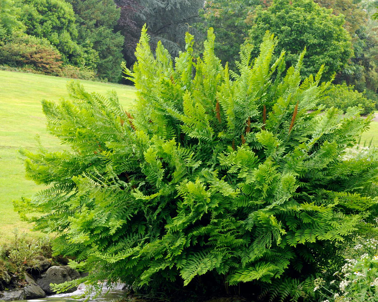 Osmunda regalis - Image 7