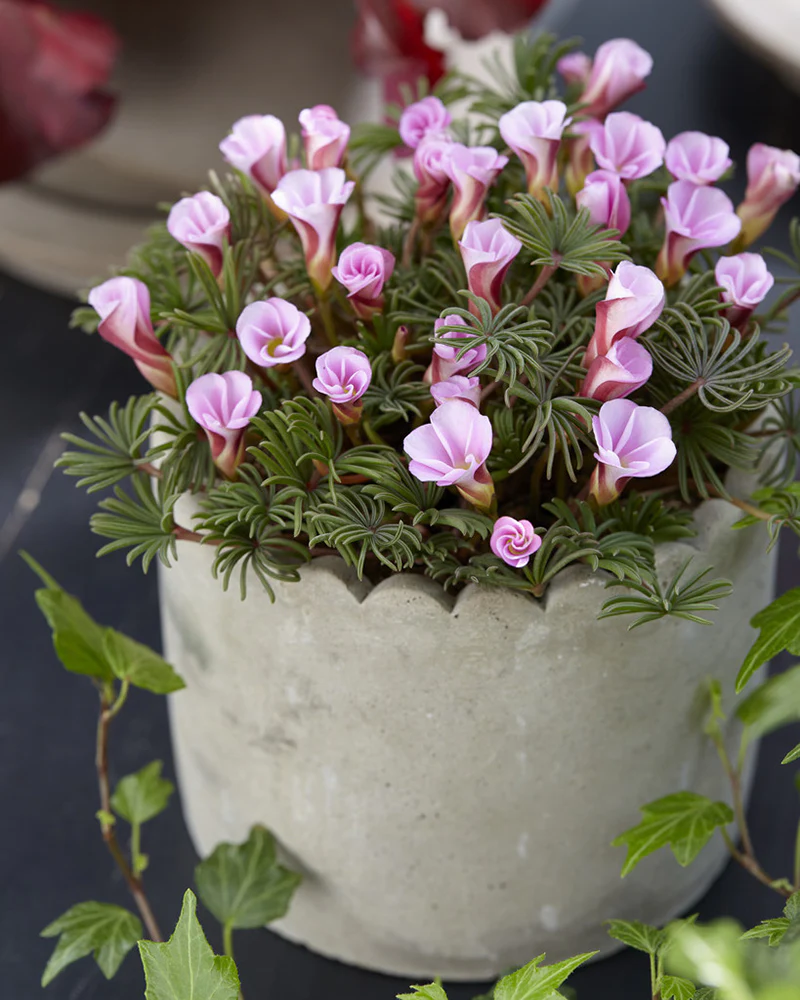 Oxalis 'Autumn Pink' - Image 3