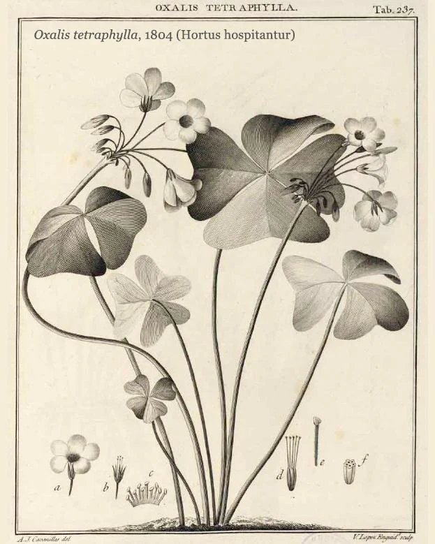 Oxalis 'Iron Cross' - Image 6