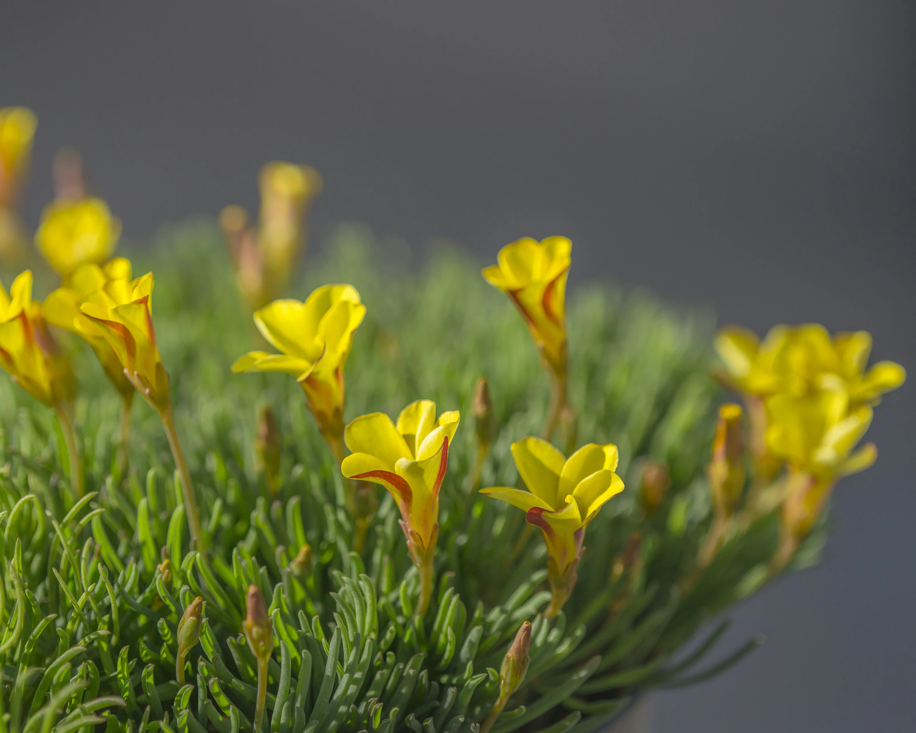 Oxalis 'Golden Cape' - Image 2
