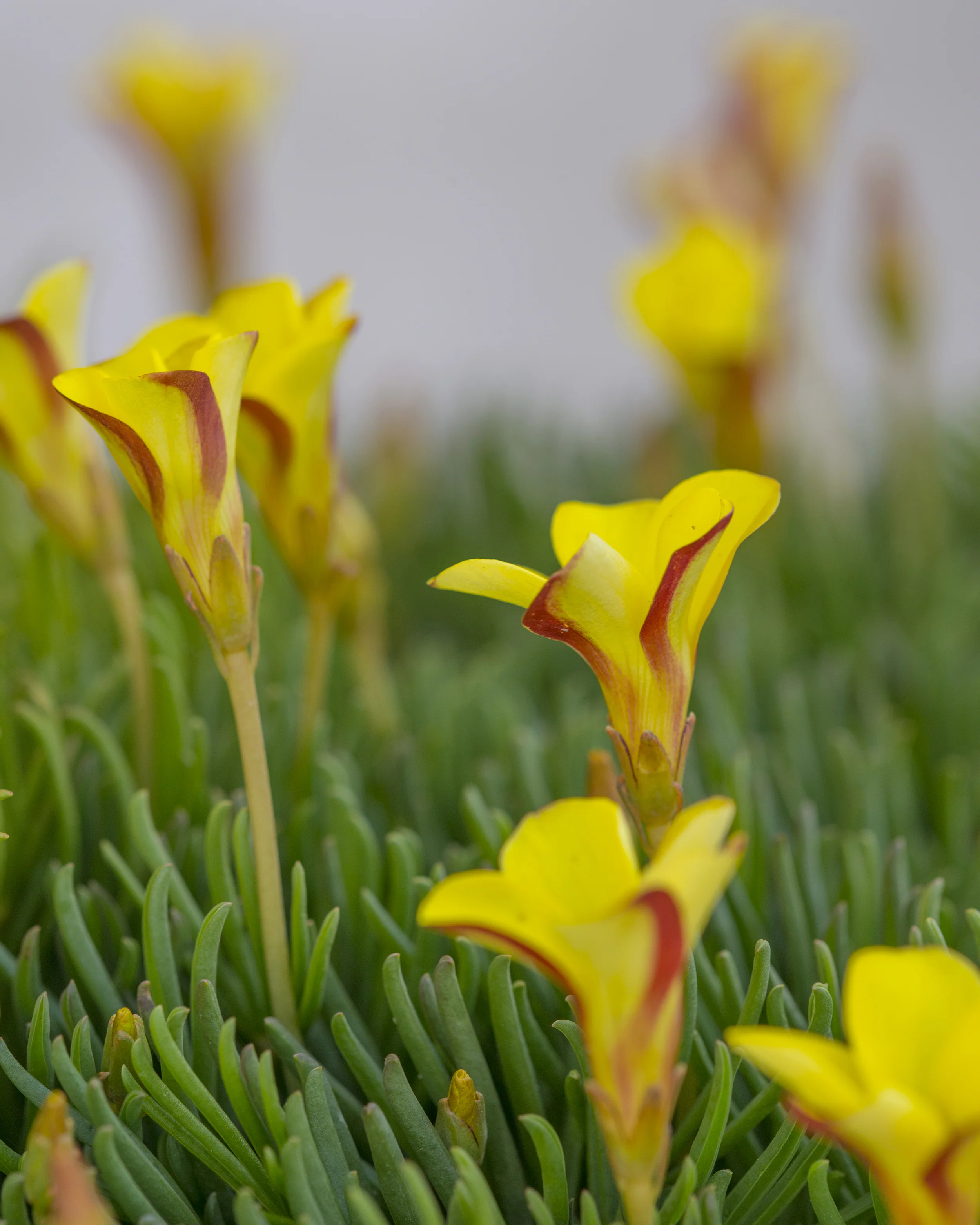 Oxalis 'Golden Cape' - Image 7