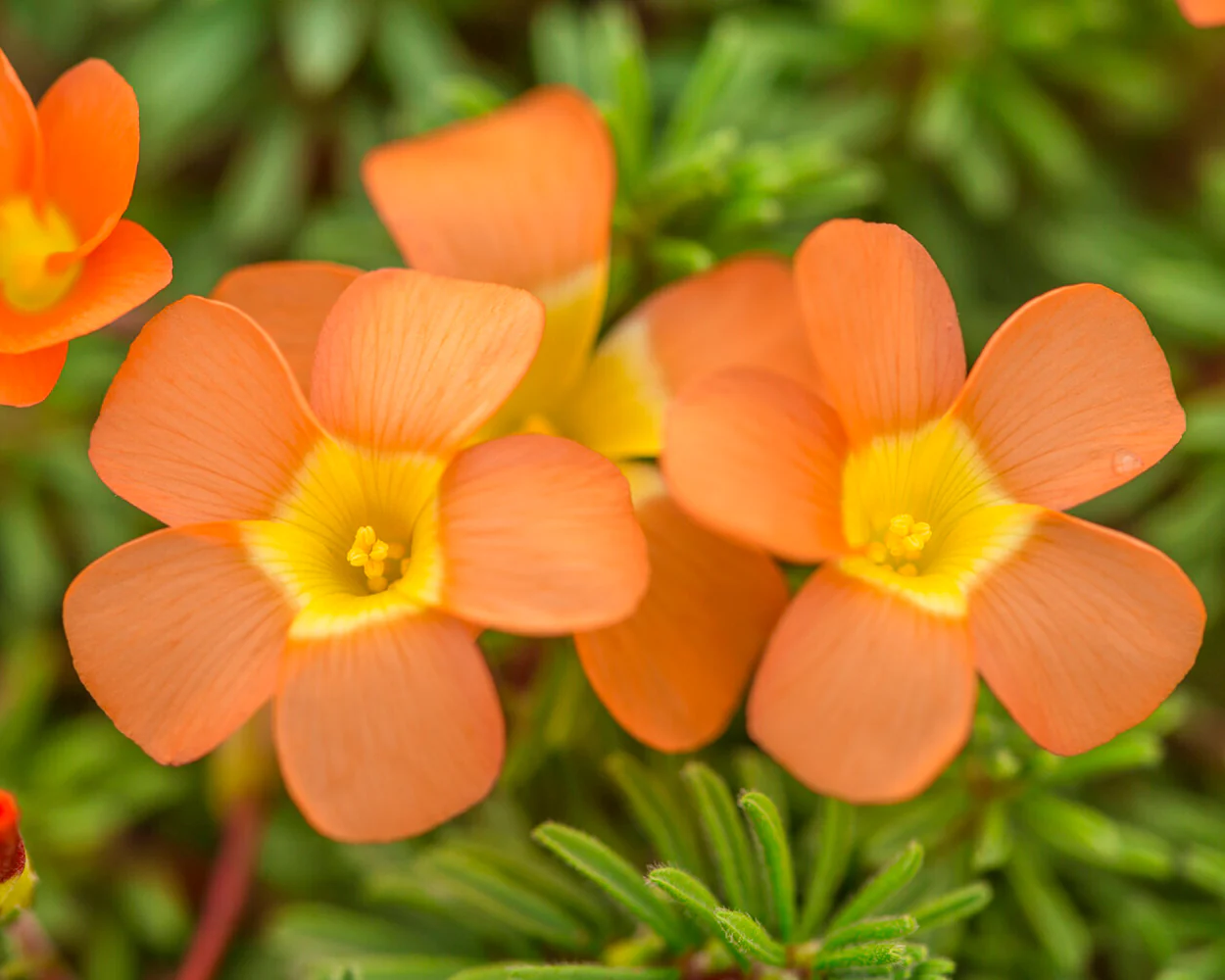 Oxalis massoniana - Image 2
