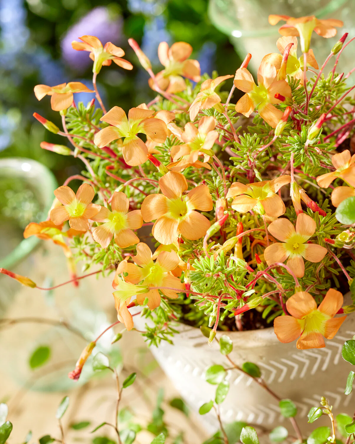 Oxalis massoniana - Image 3