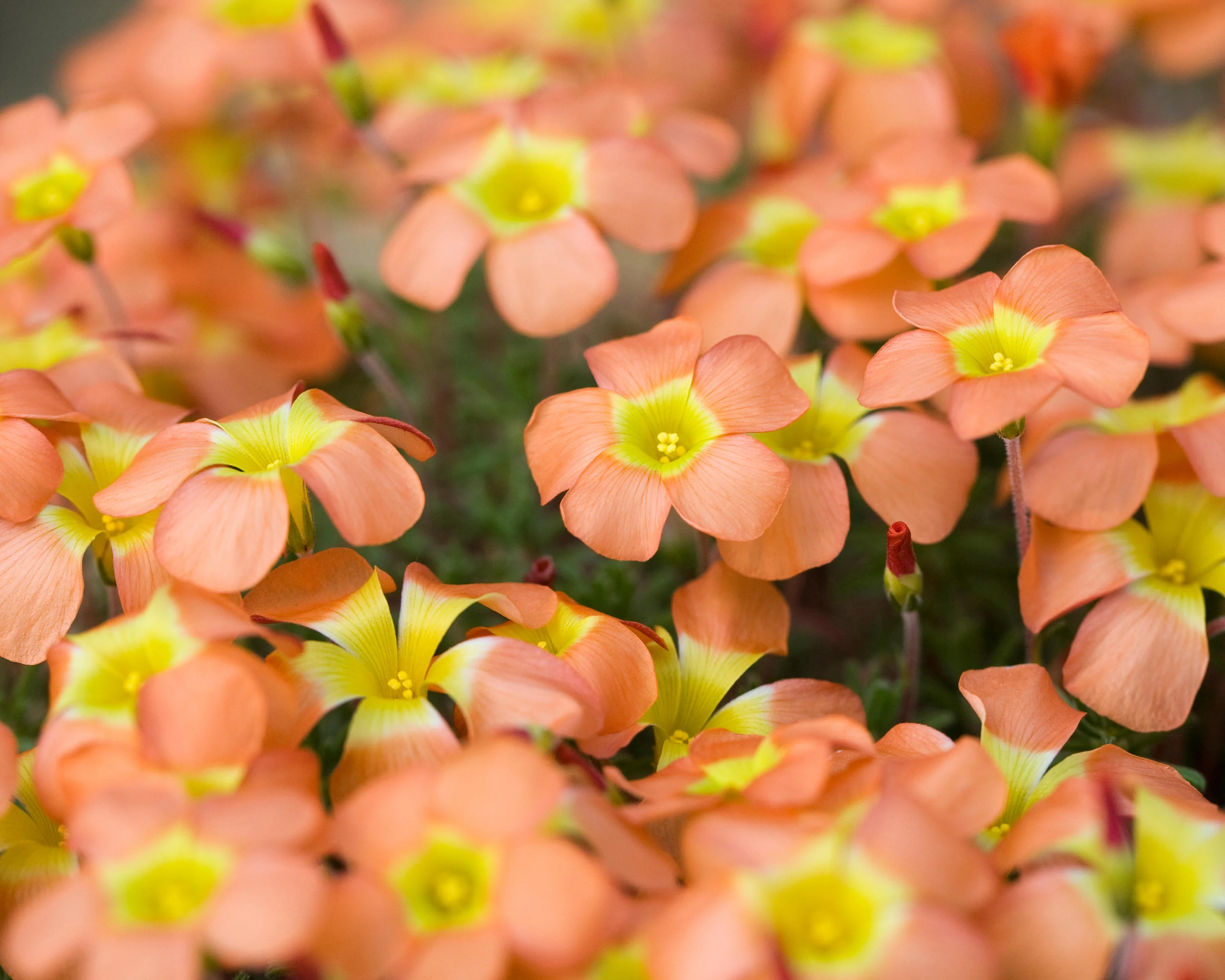 Oxalis massoniana - Image 4
