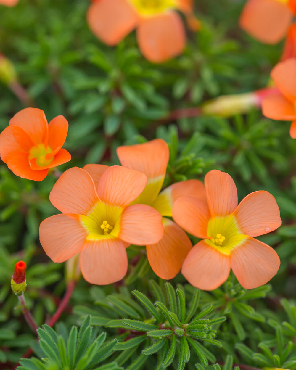 Oxalis massoniana - Image 7