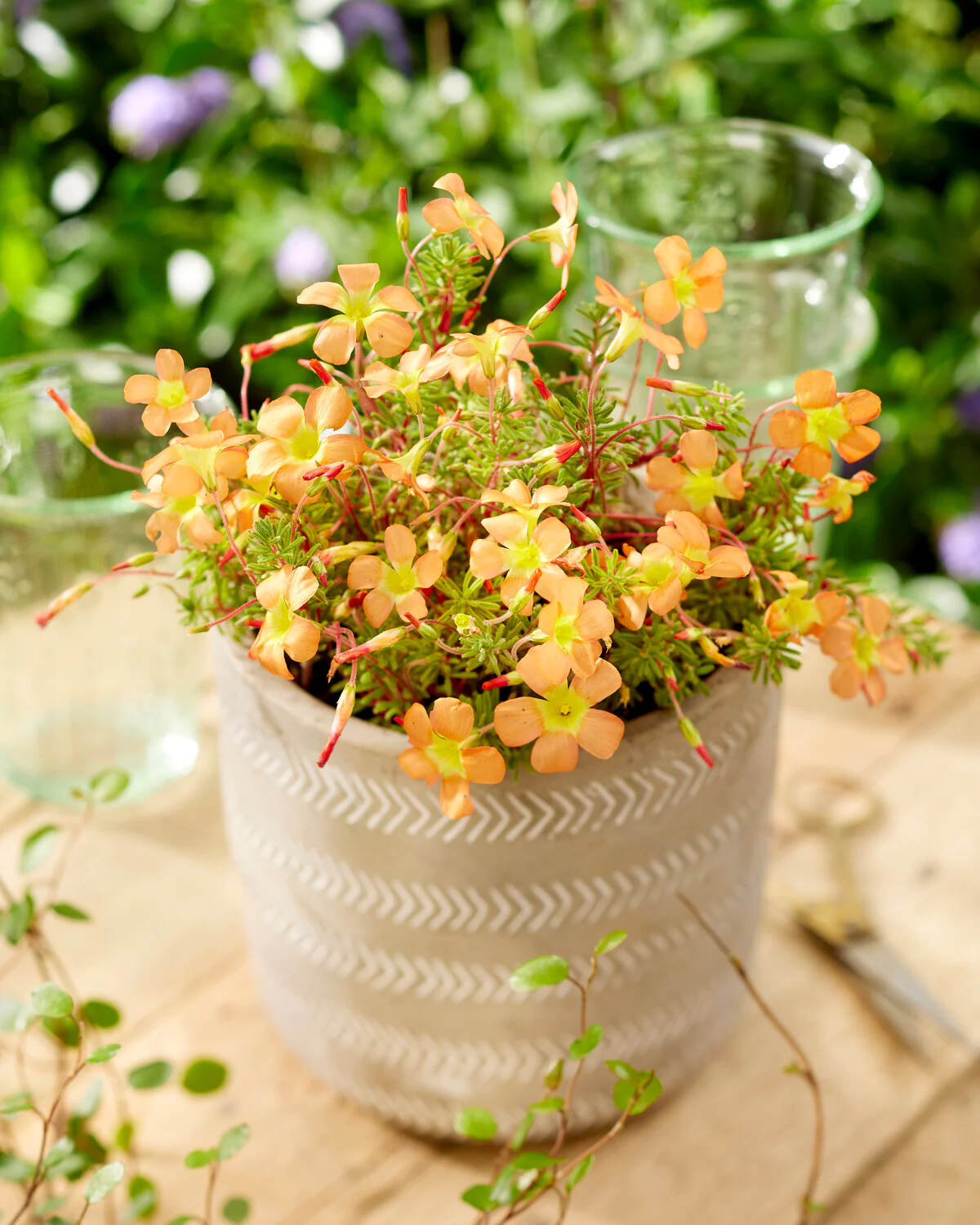 Oxalis massoniana - Image 8