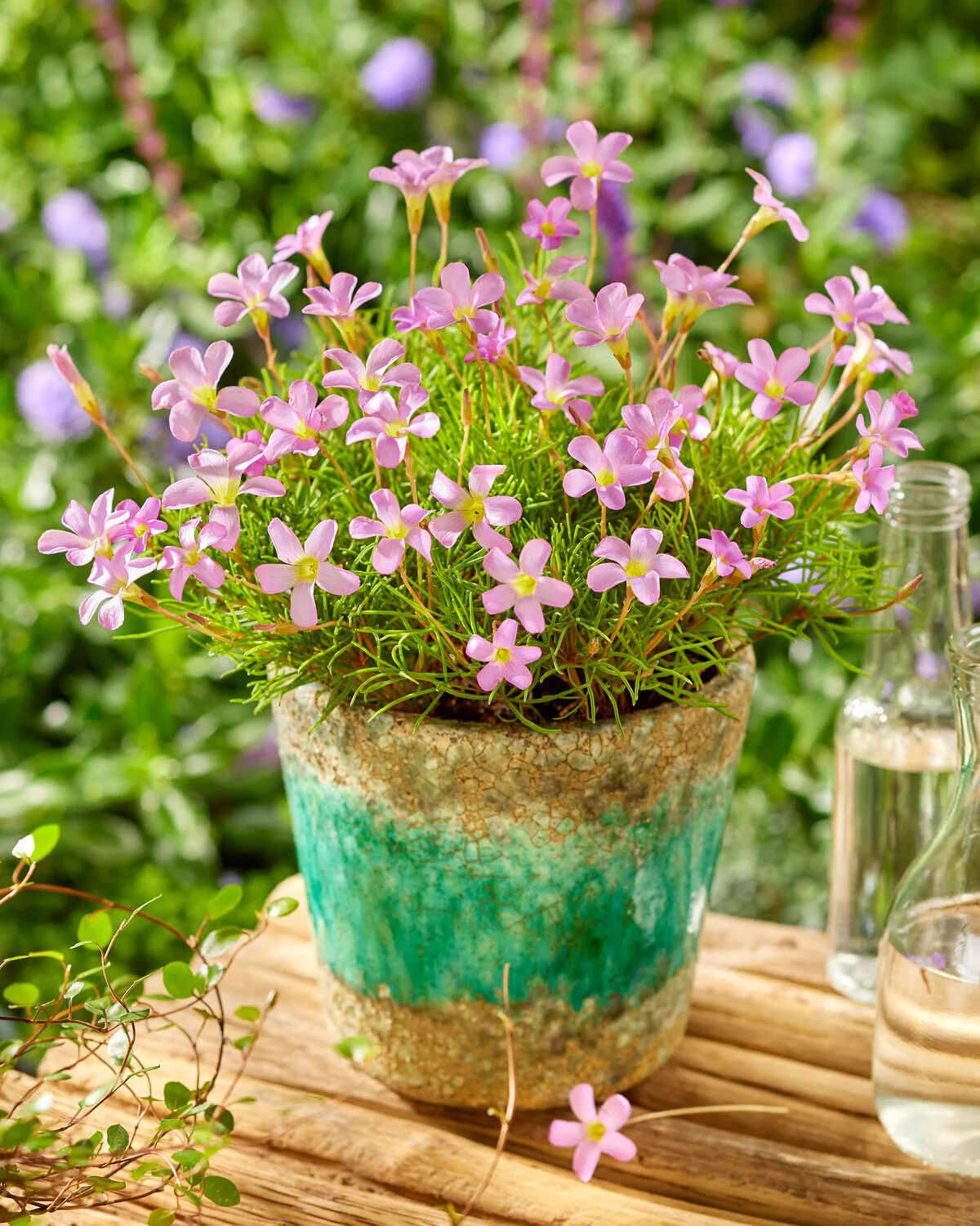 Oxalis 'Pink Spider' - Image 2