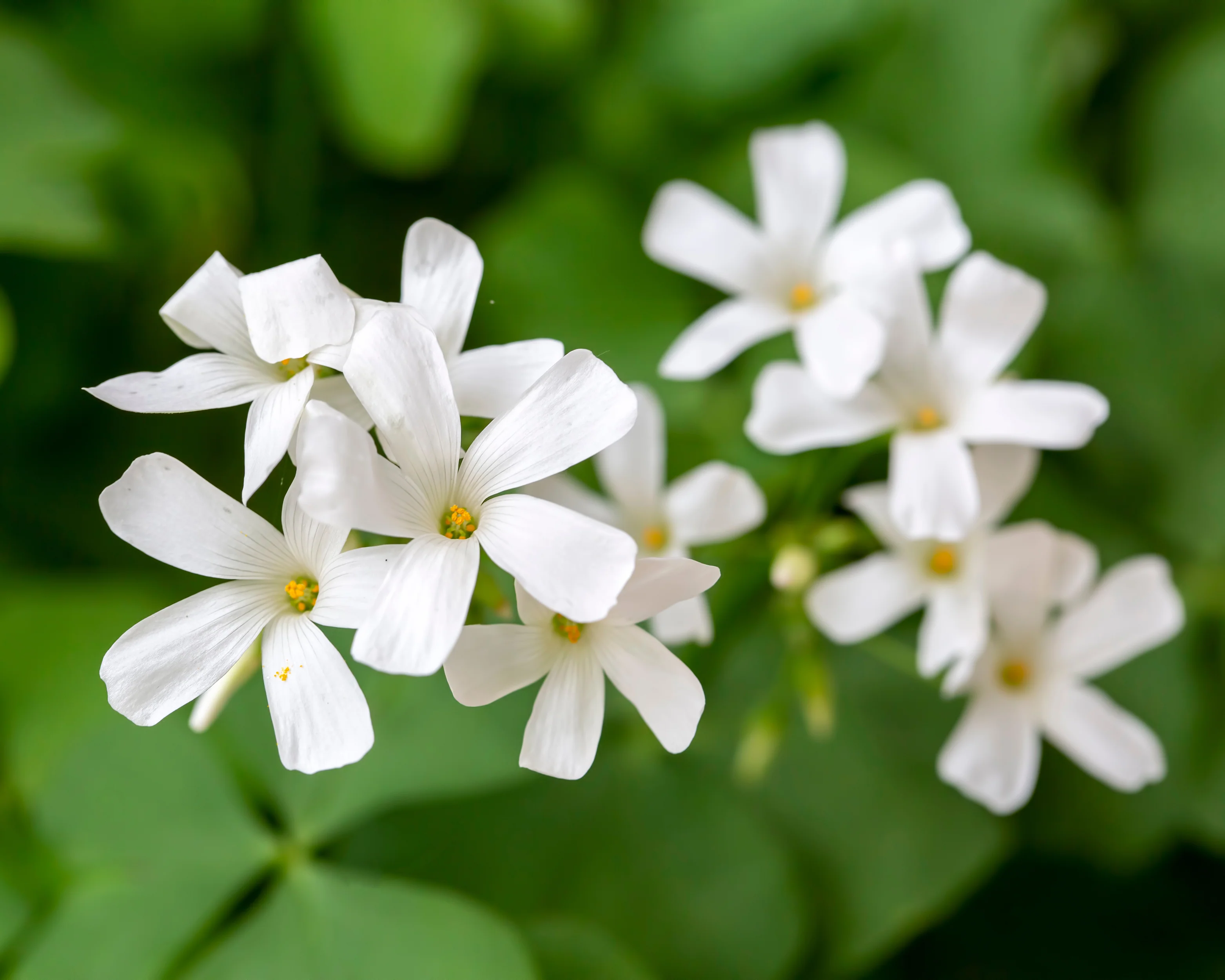 Oxalis regnellii - Image 2