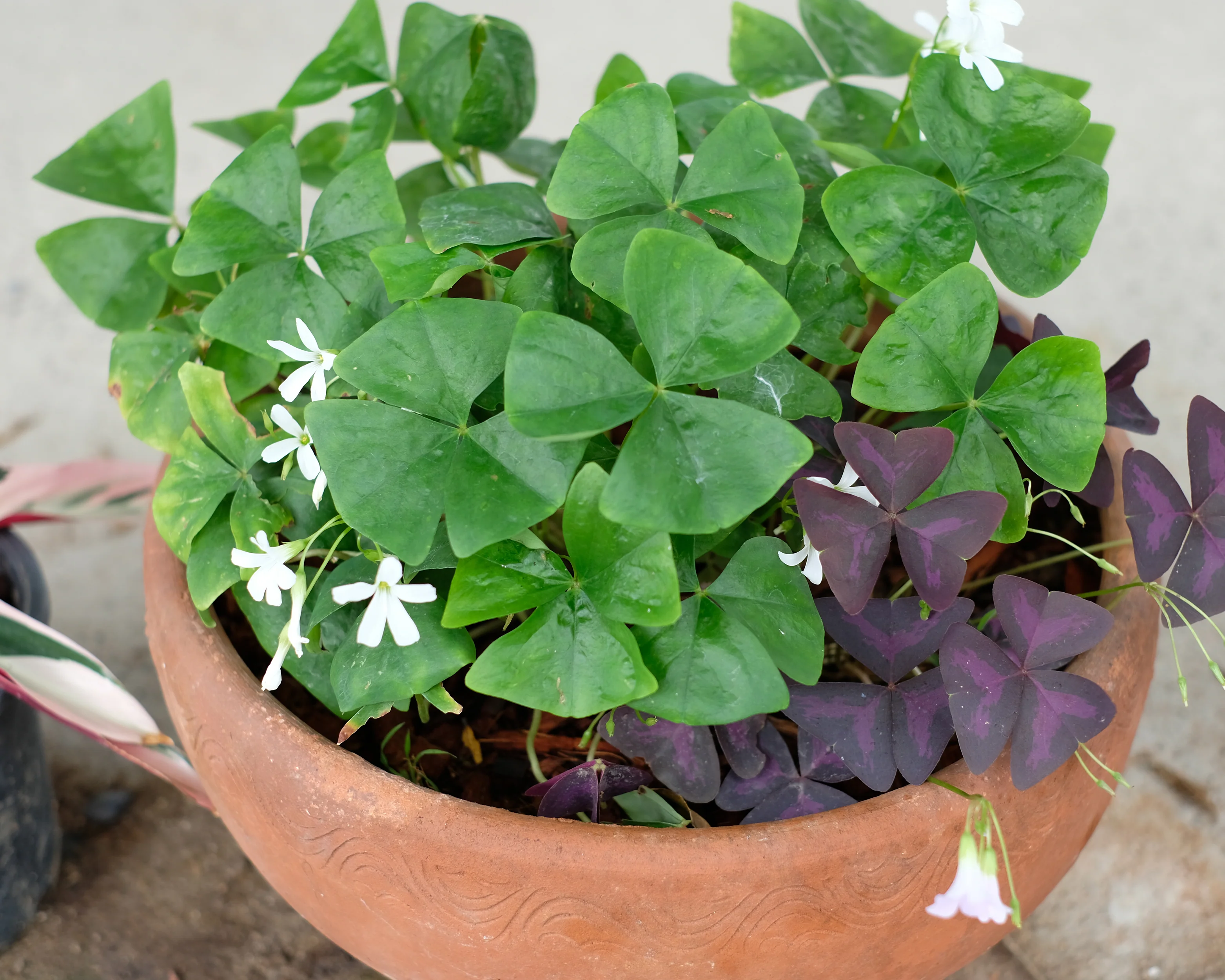 Oxalis regnellii - Image 6