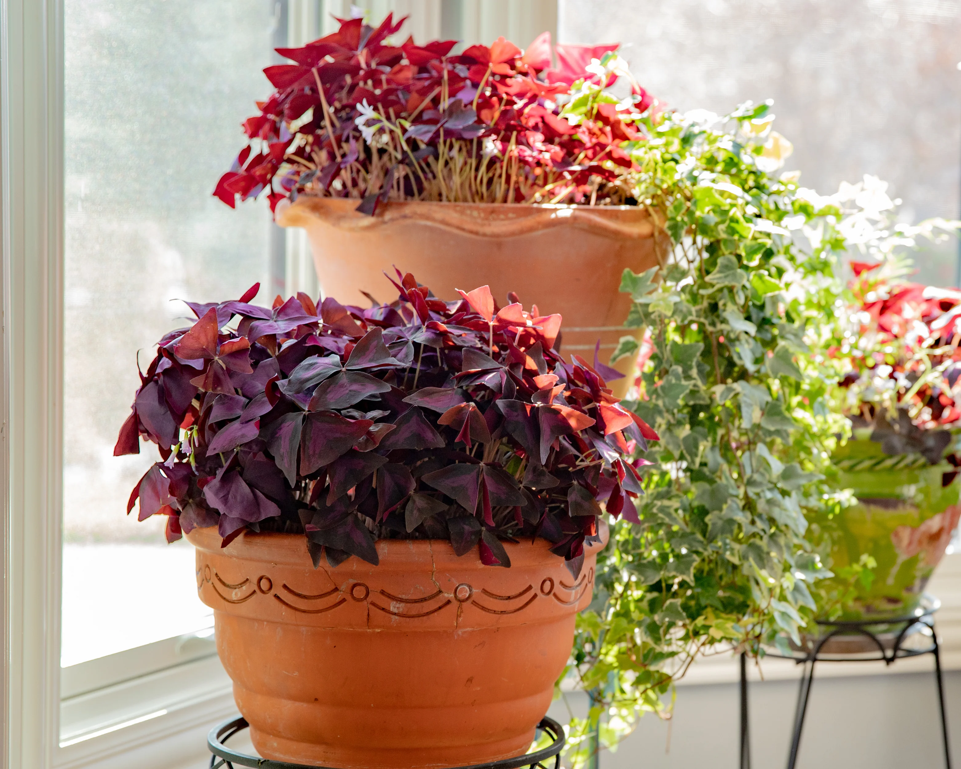 Oxalis triangularis - Image 10
