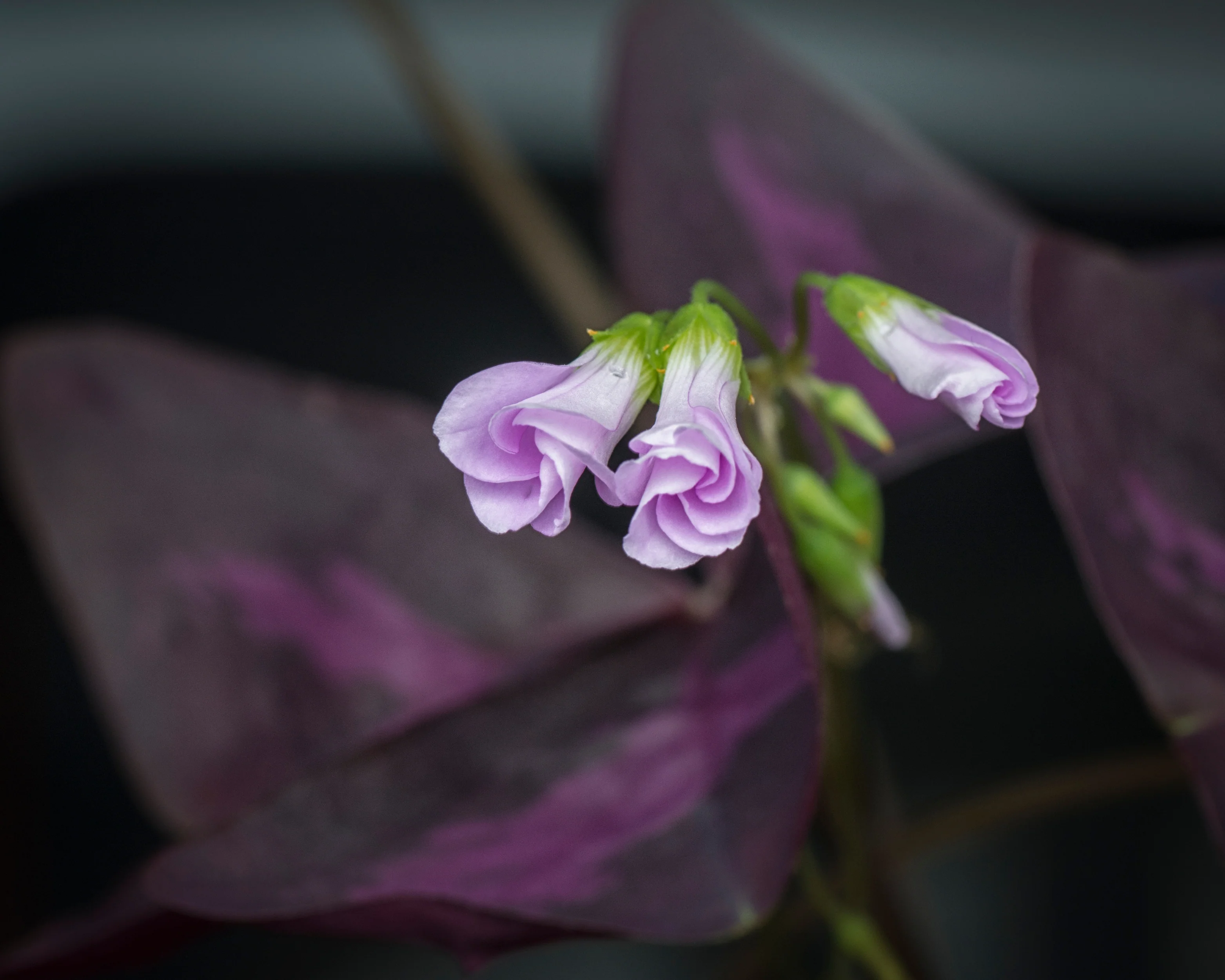 Oxalis triangularis - Image 11