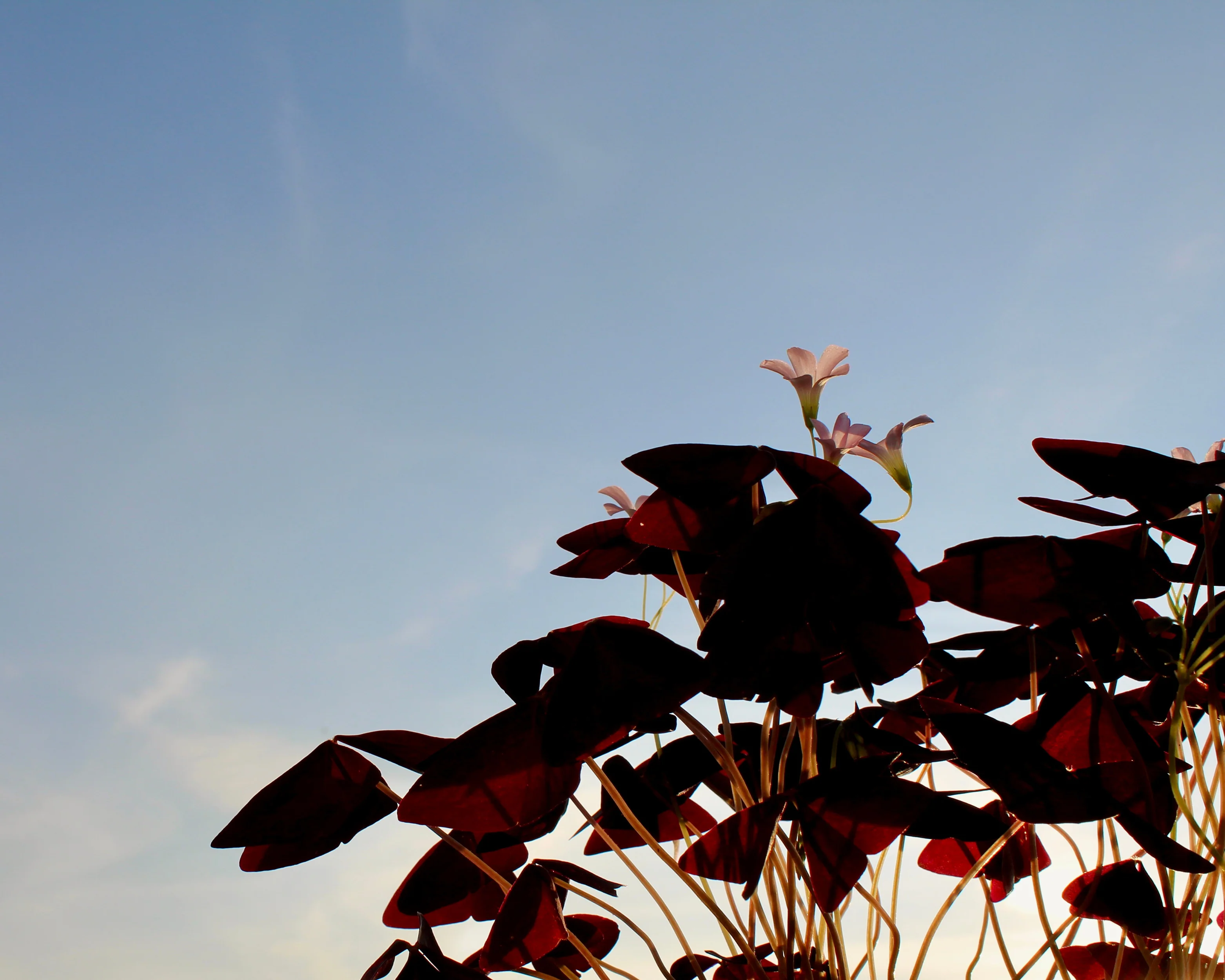 Oxalis triangularis - Image 12