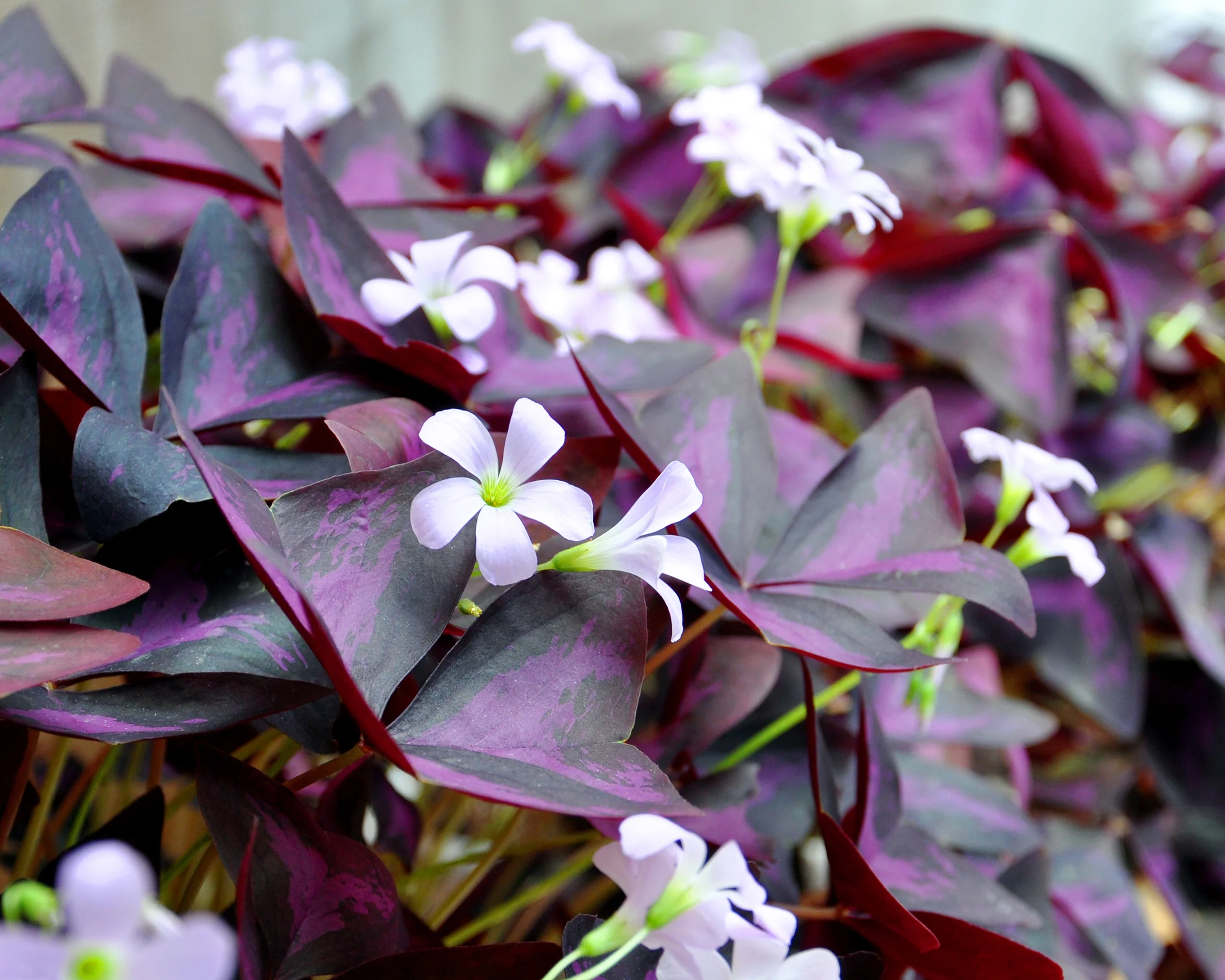 Oxalis triangularis - Image 14