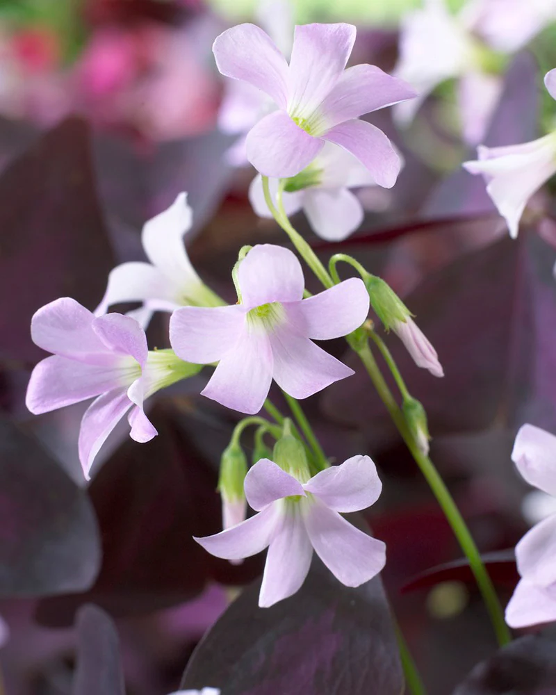 Oxalis triangularis - Image 2