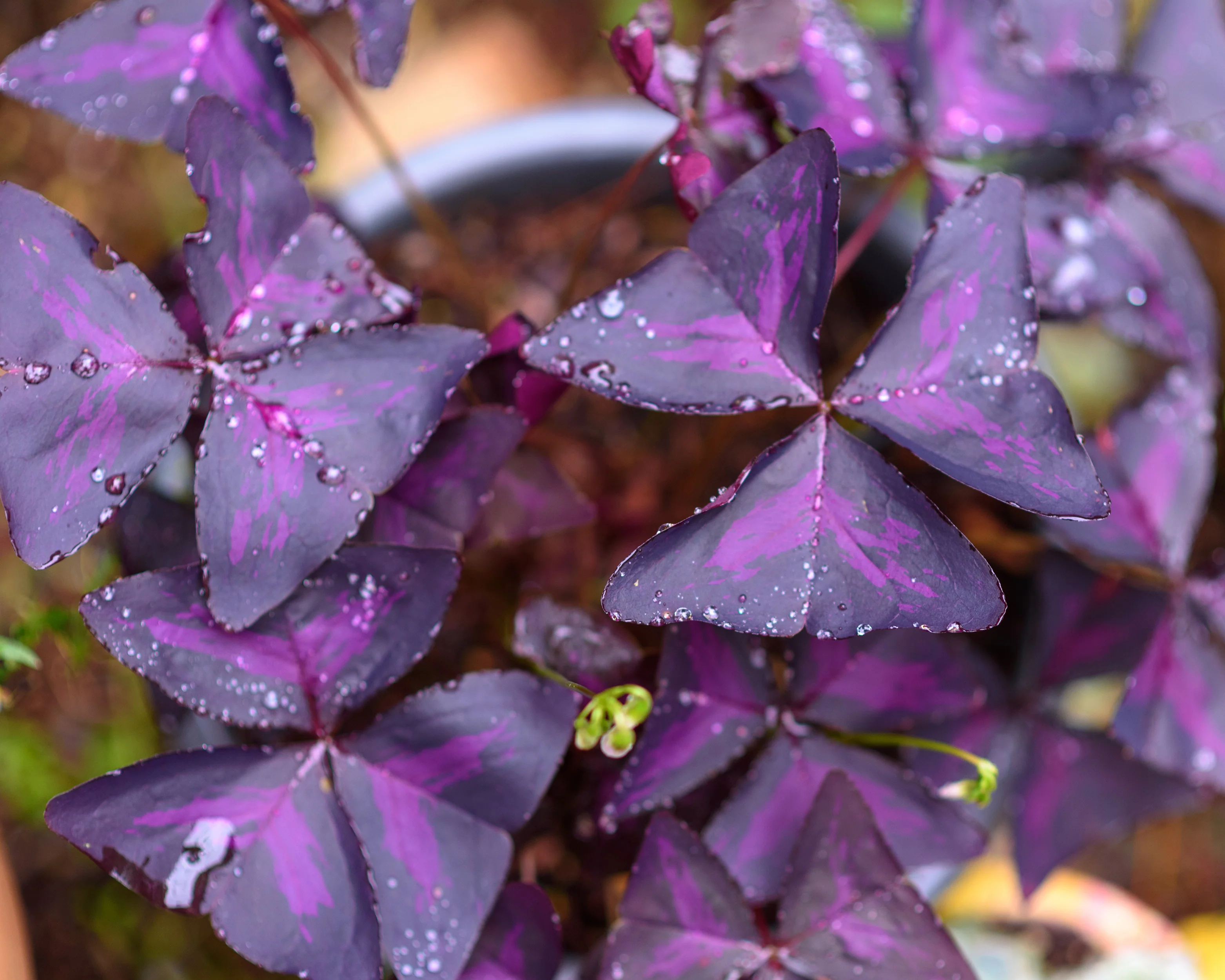Oxalis triangularis - Image 3