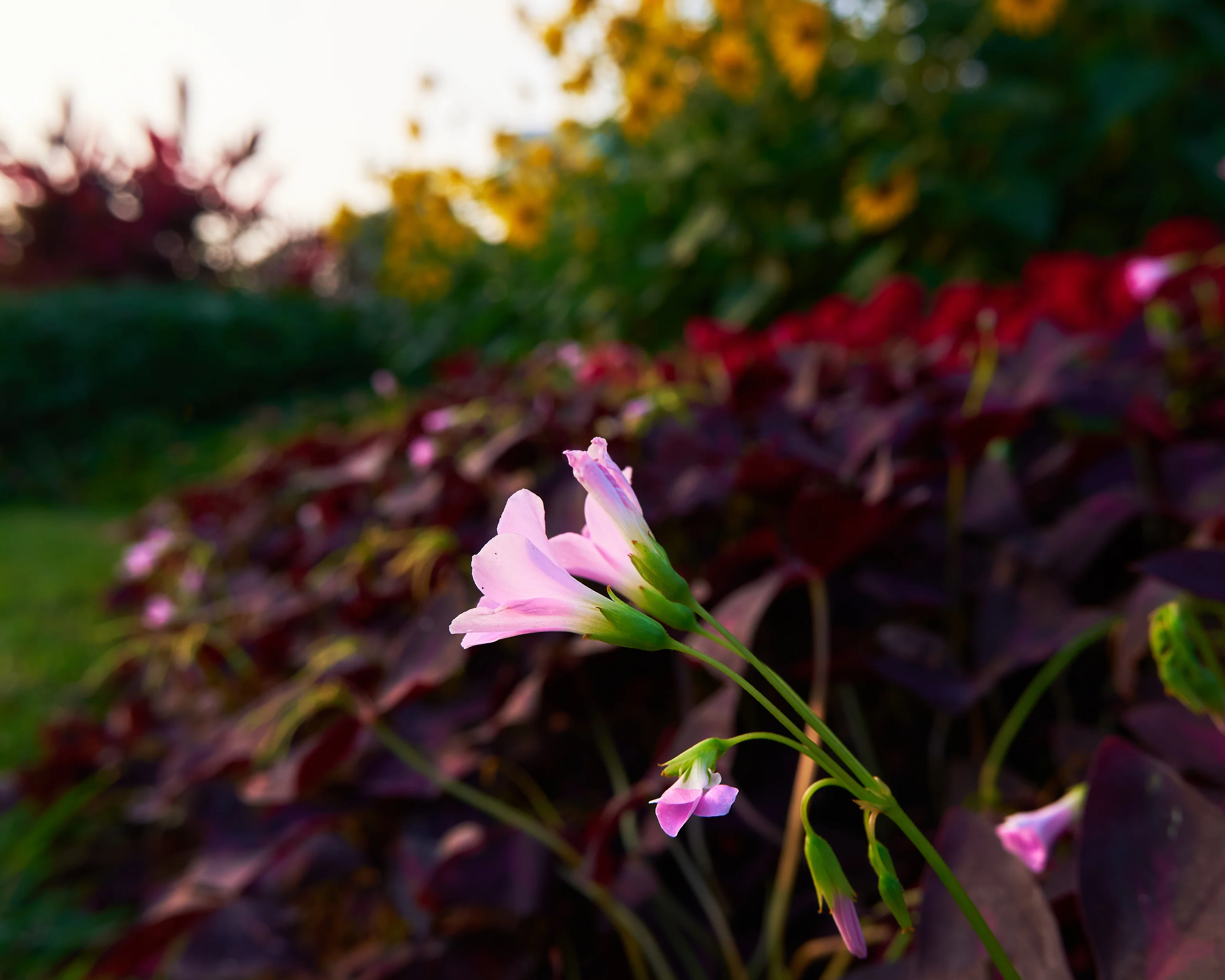 Oxalis triangularis - Image 7
