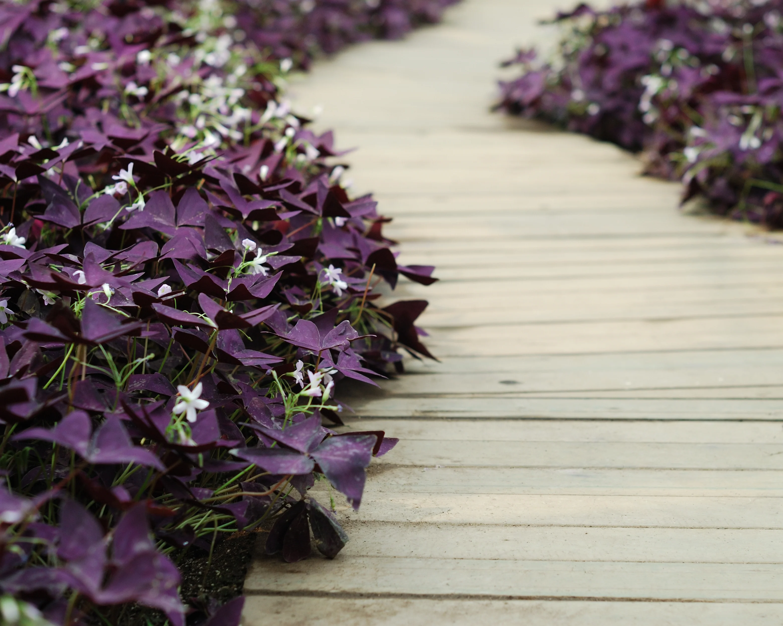 Oxalis triangularis - Image 8