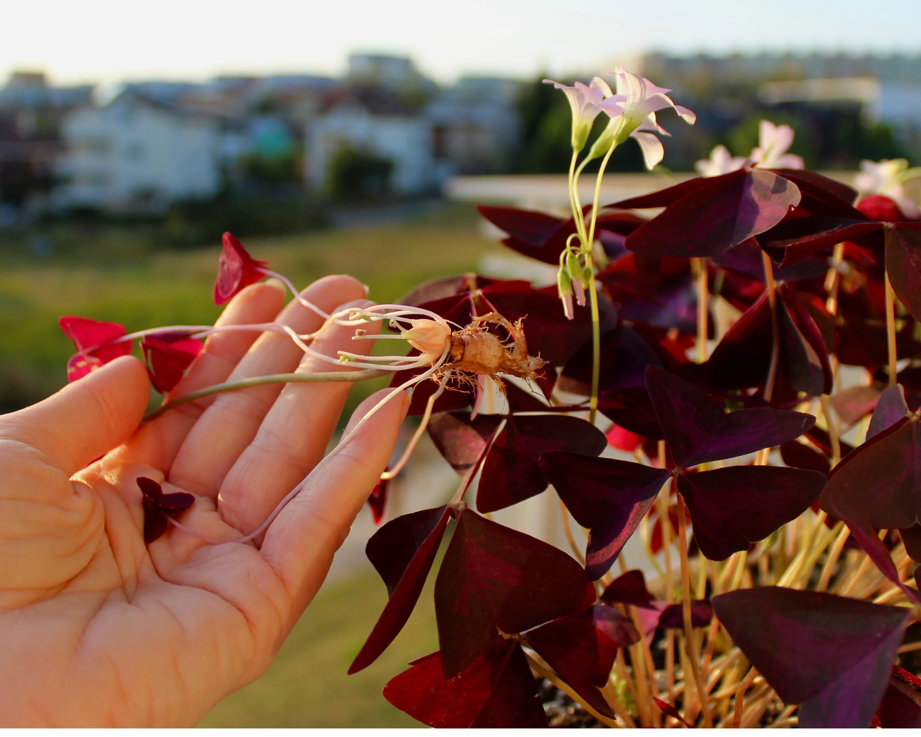 Oxalis triangularis - Image 9