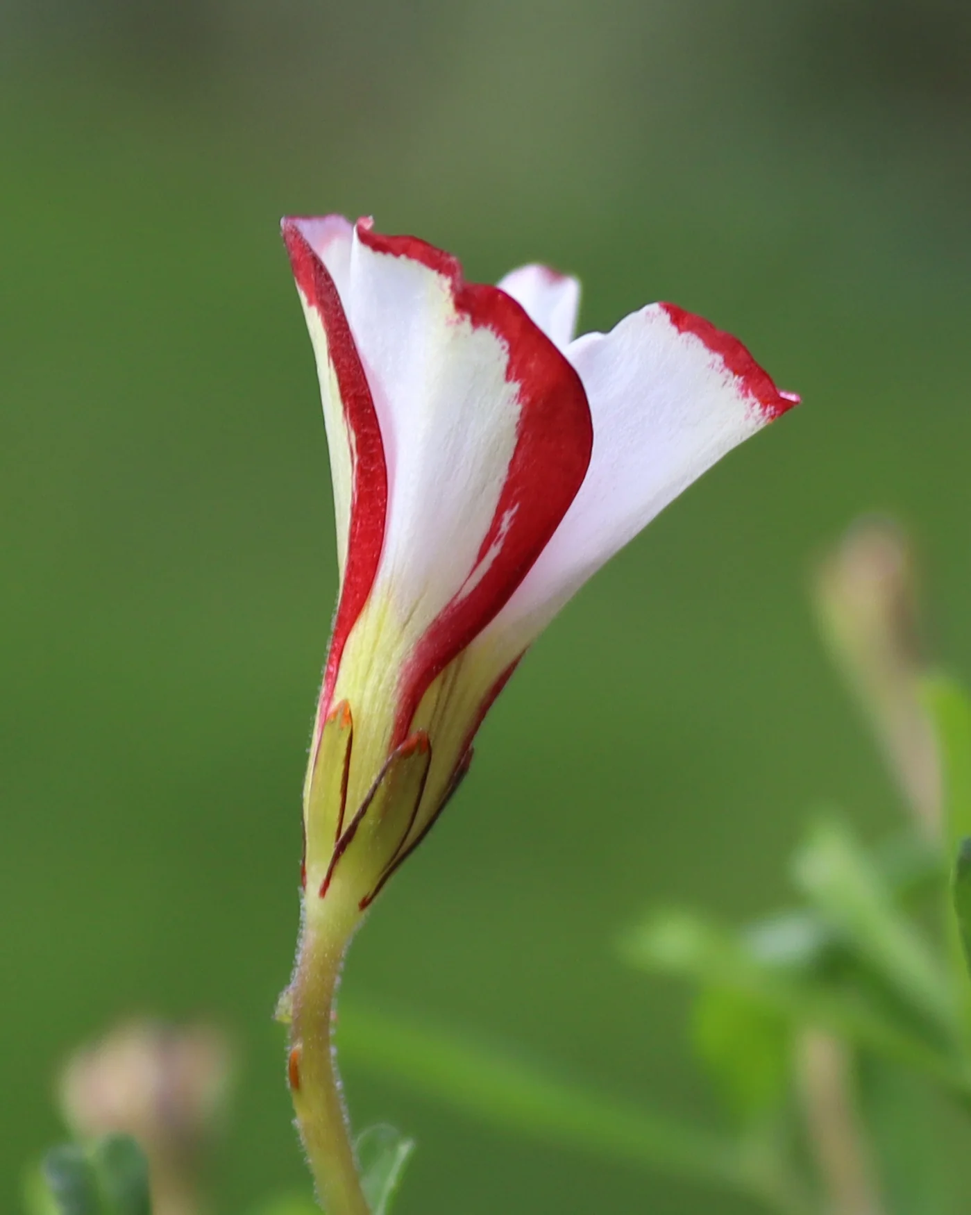 Oxalis versicolor - Image 2