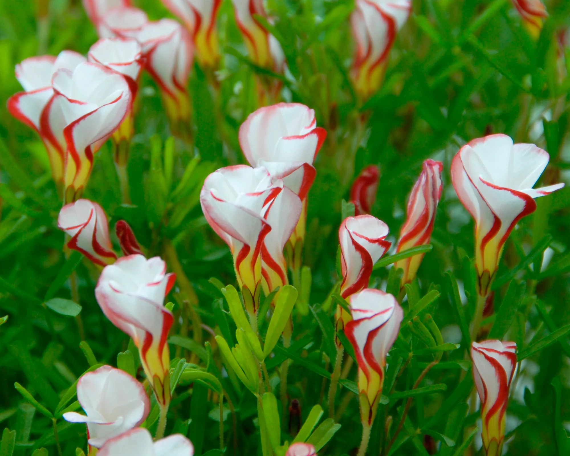 Oxalis versicolor - Image 3