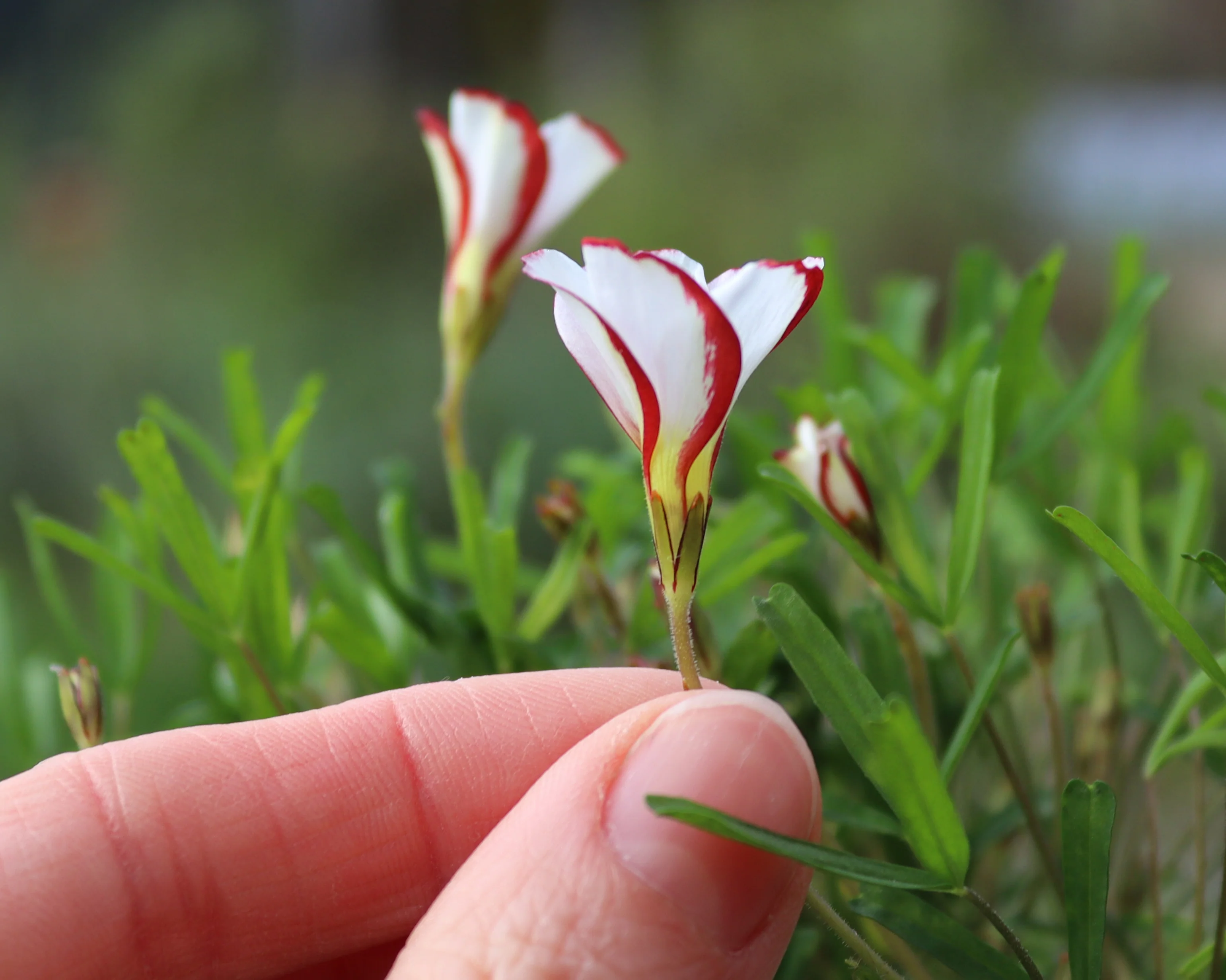 Oxalis versicolor - Image 5