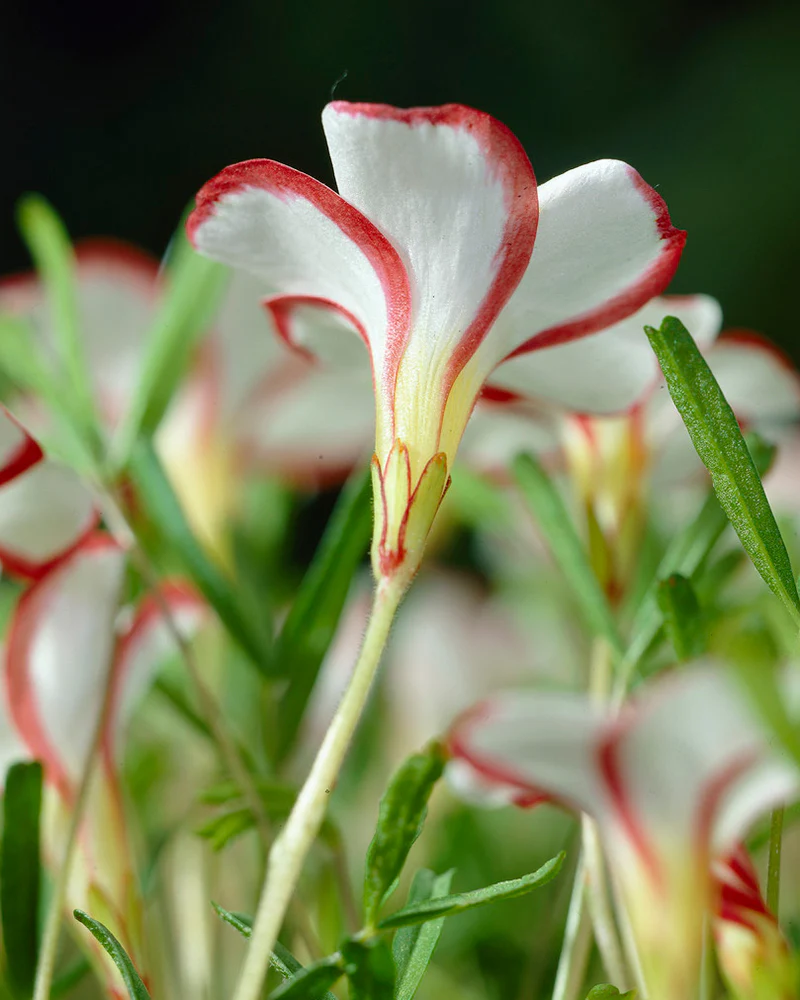 Oxalis versicolor - Image 6