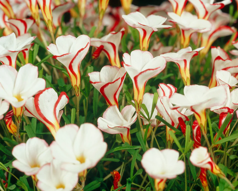 Oxalis versicolor - Image 7