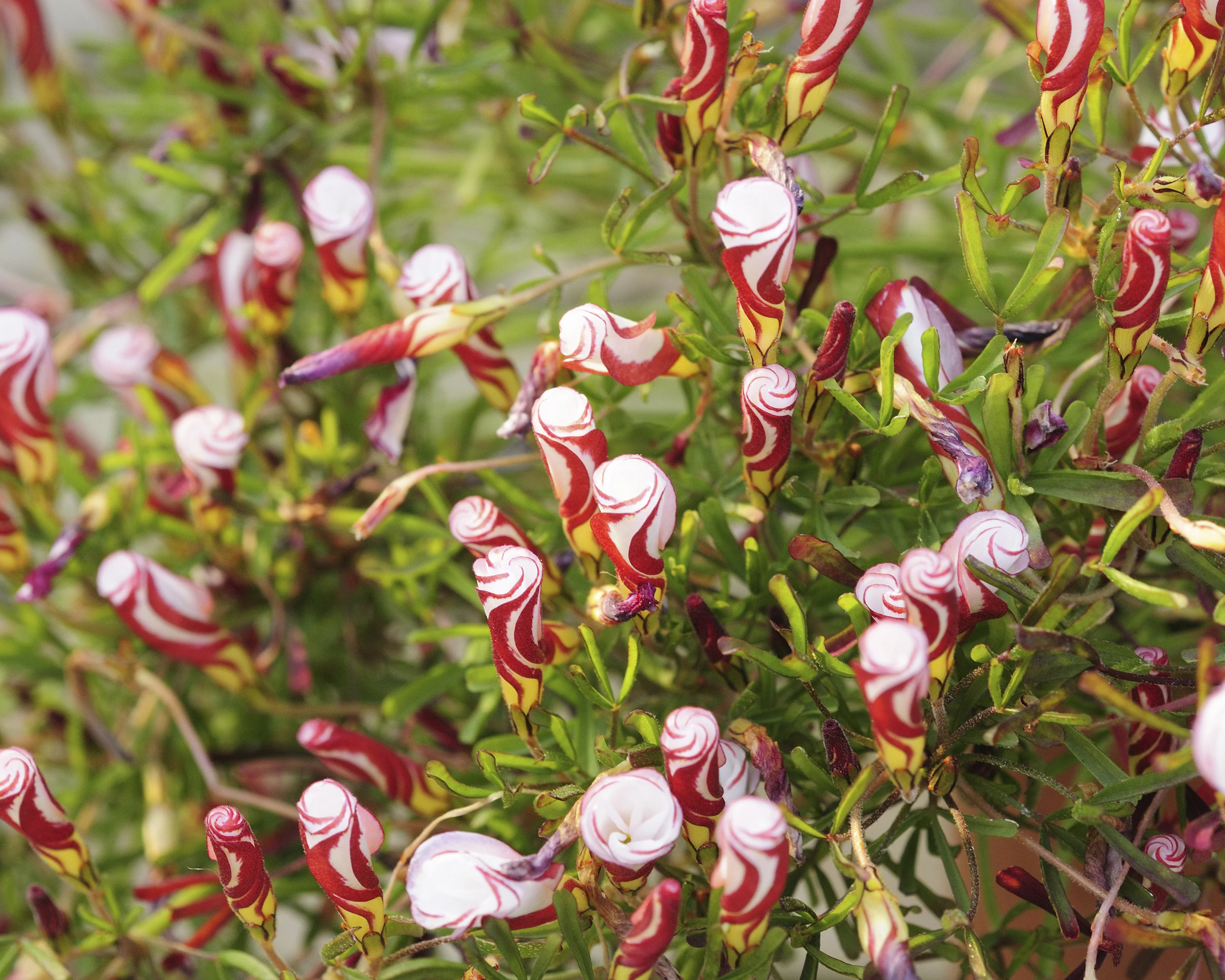 Oxalis versicolor - Image 8