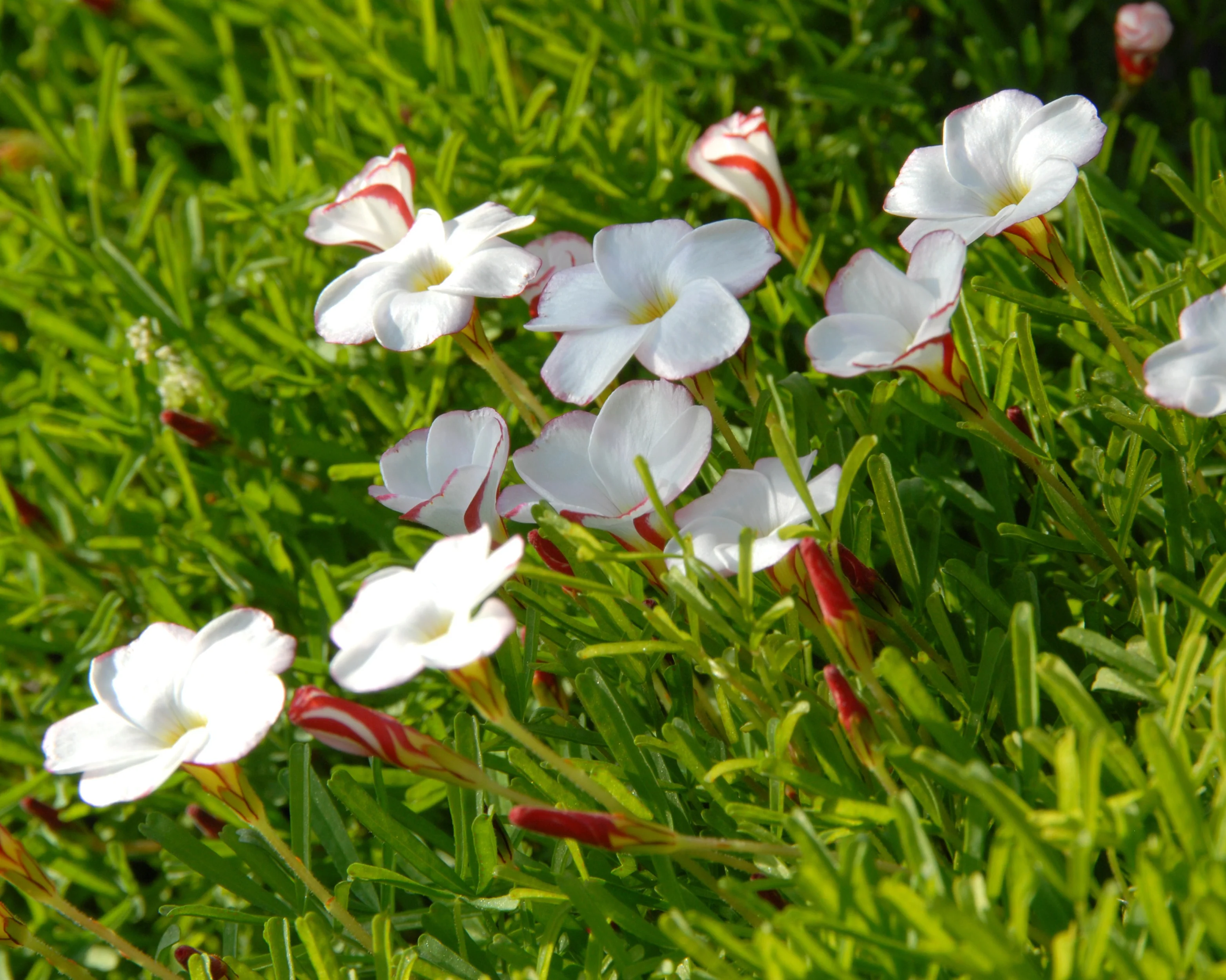 Oxalis versicolor - Image 9