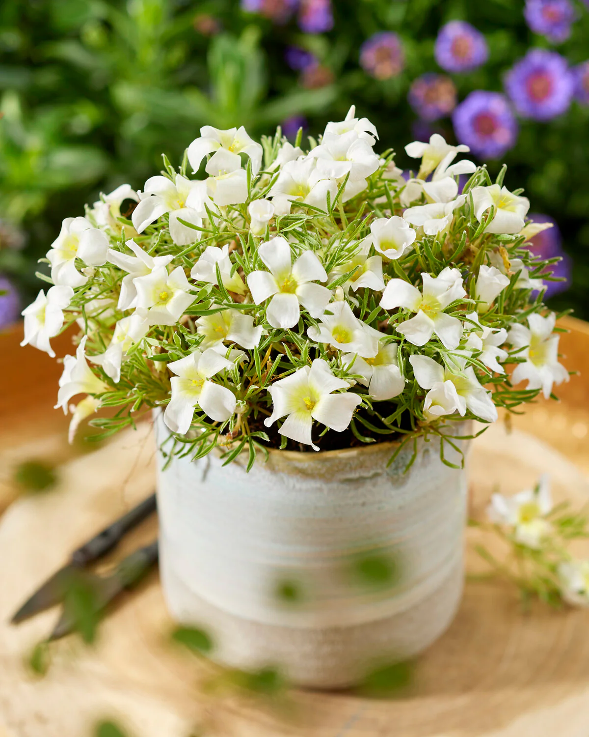 Oxalis 'White Spider' - Image 2