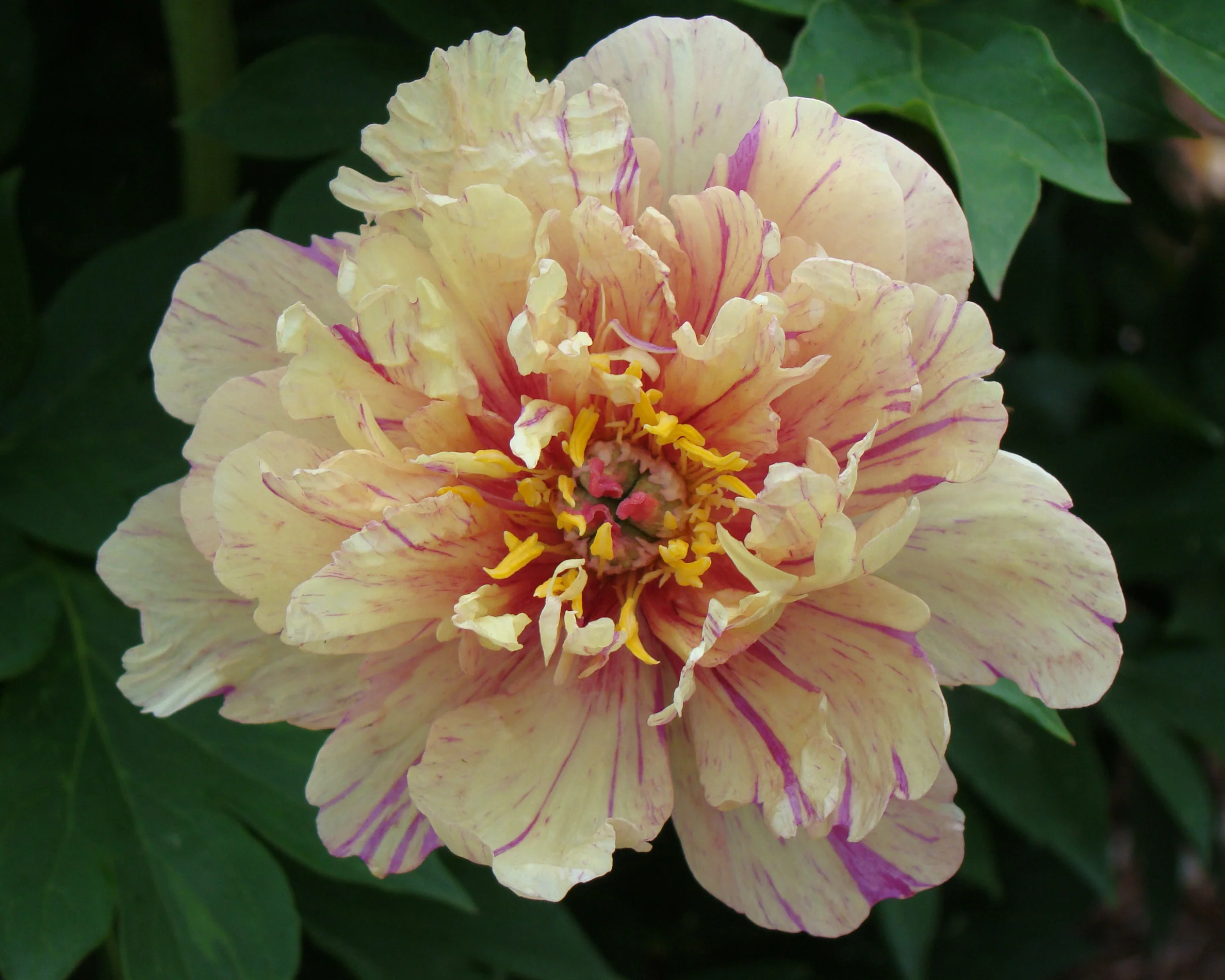 Paeonia 'Blueberry Lemonade' - Image 2