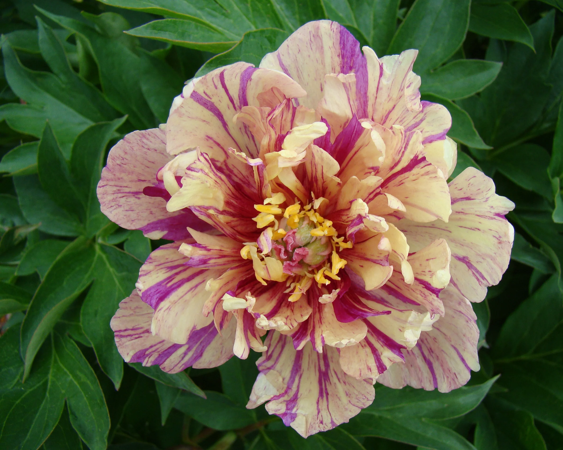 Paeonia 'Blueberry Lemonade' - Image 3