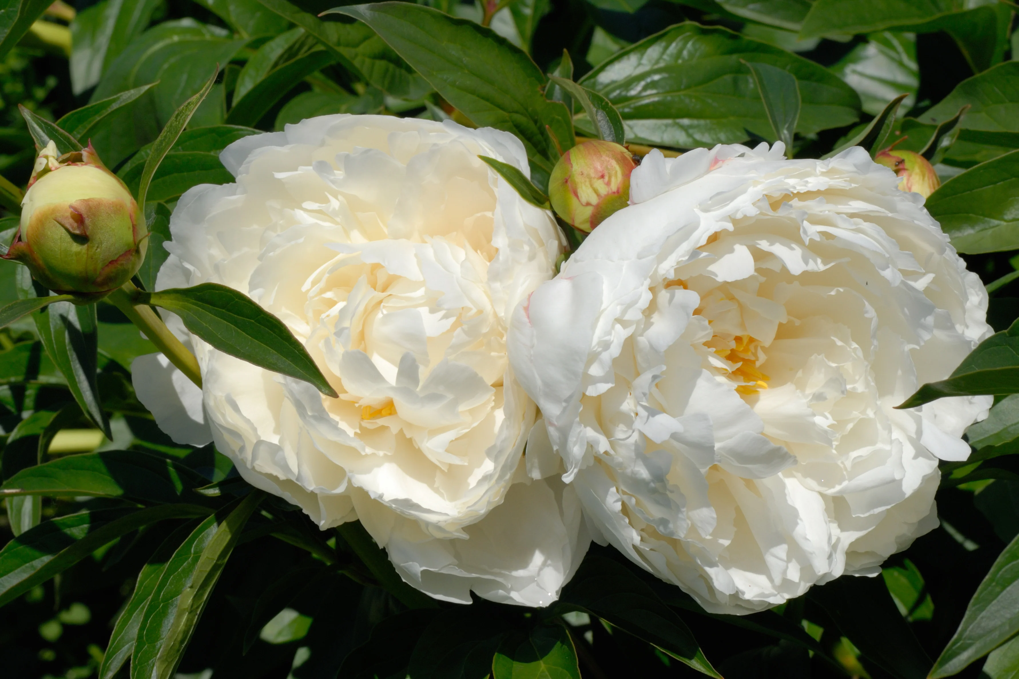 Paeonia 'Bowl of Cream' - Image 10